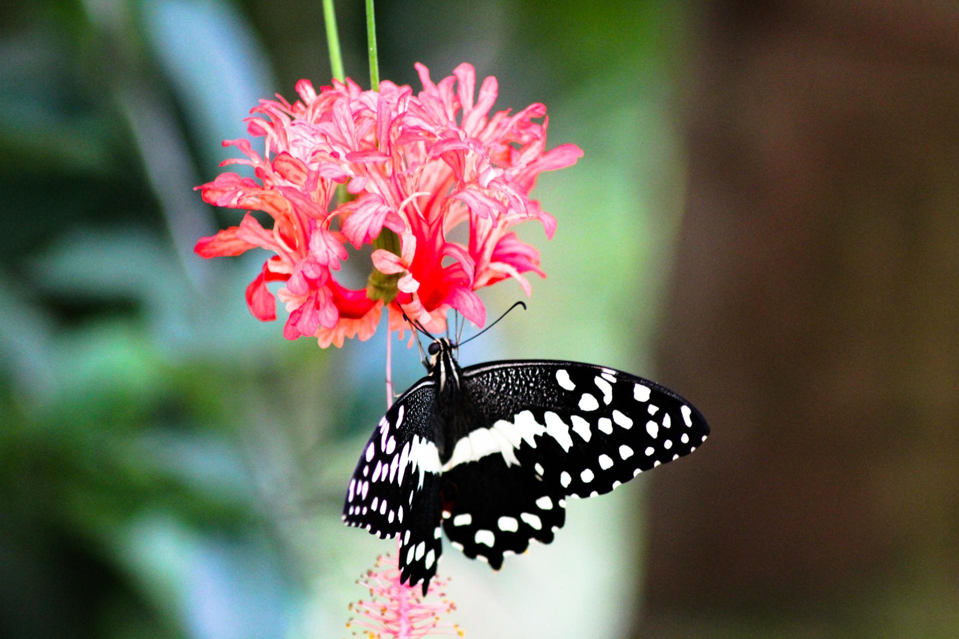 Papillon 053.jpg
