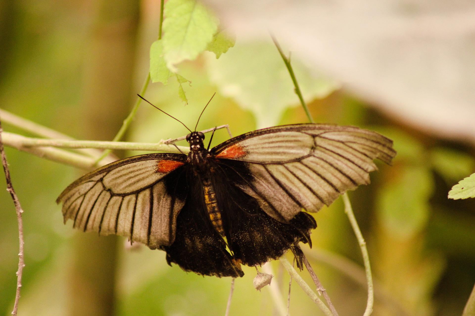 Papillon 054.jpg