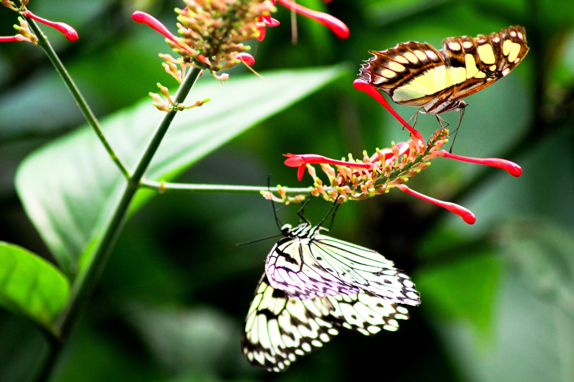 Papillon 056.jpg