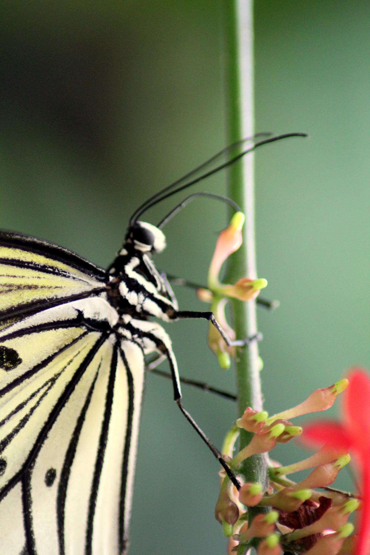 Papillon 057.jpg