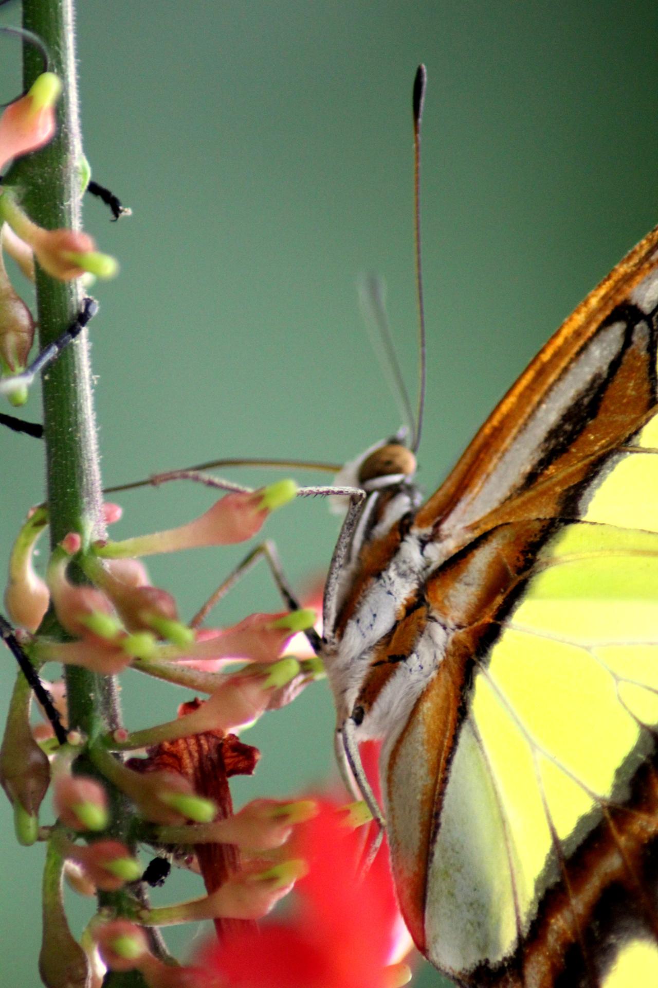 Papillon 058.jpg