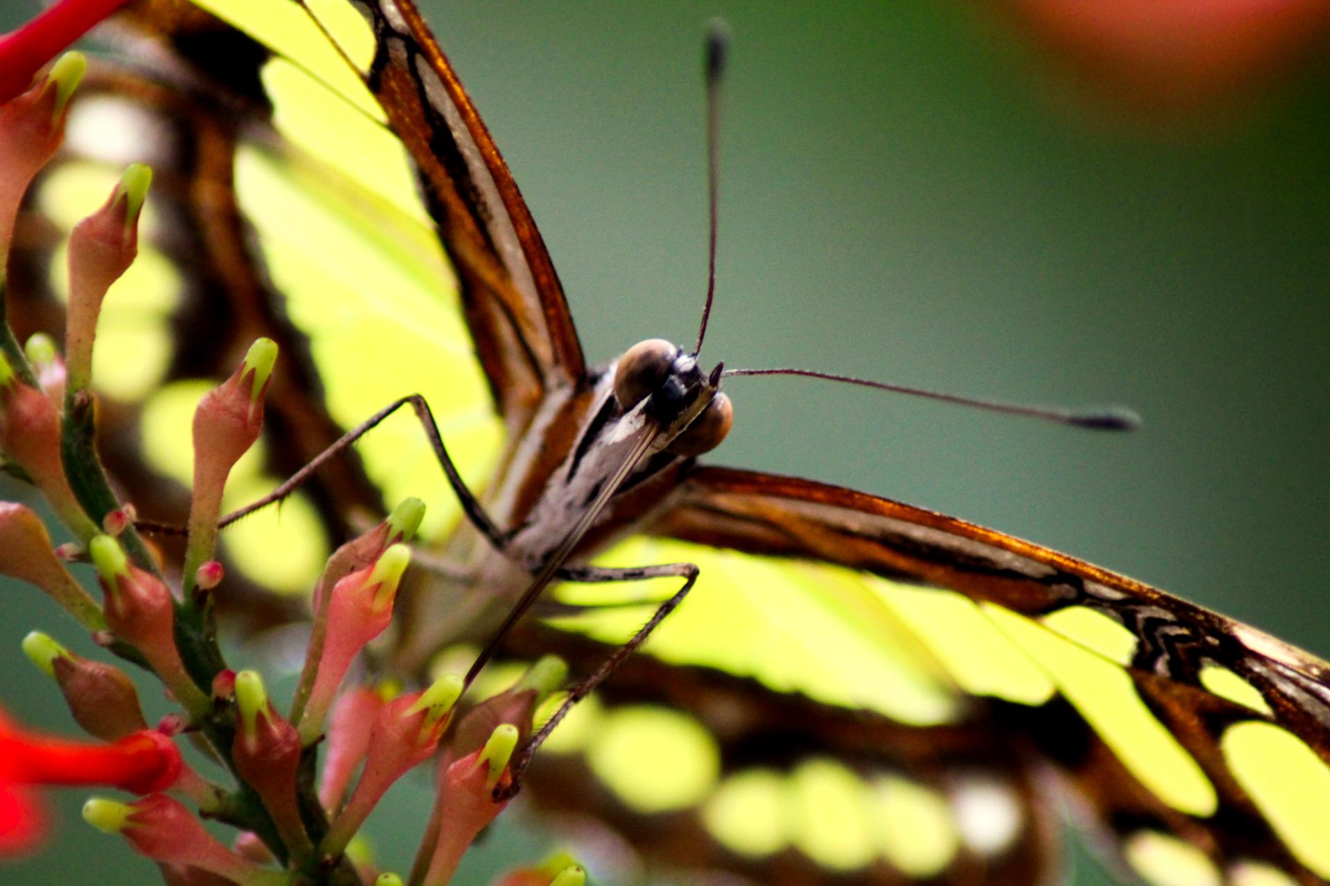 Papillon 059.jpg