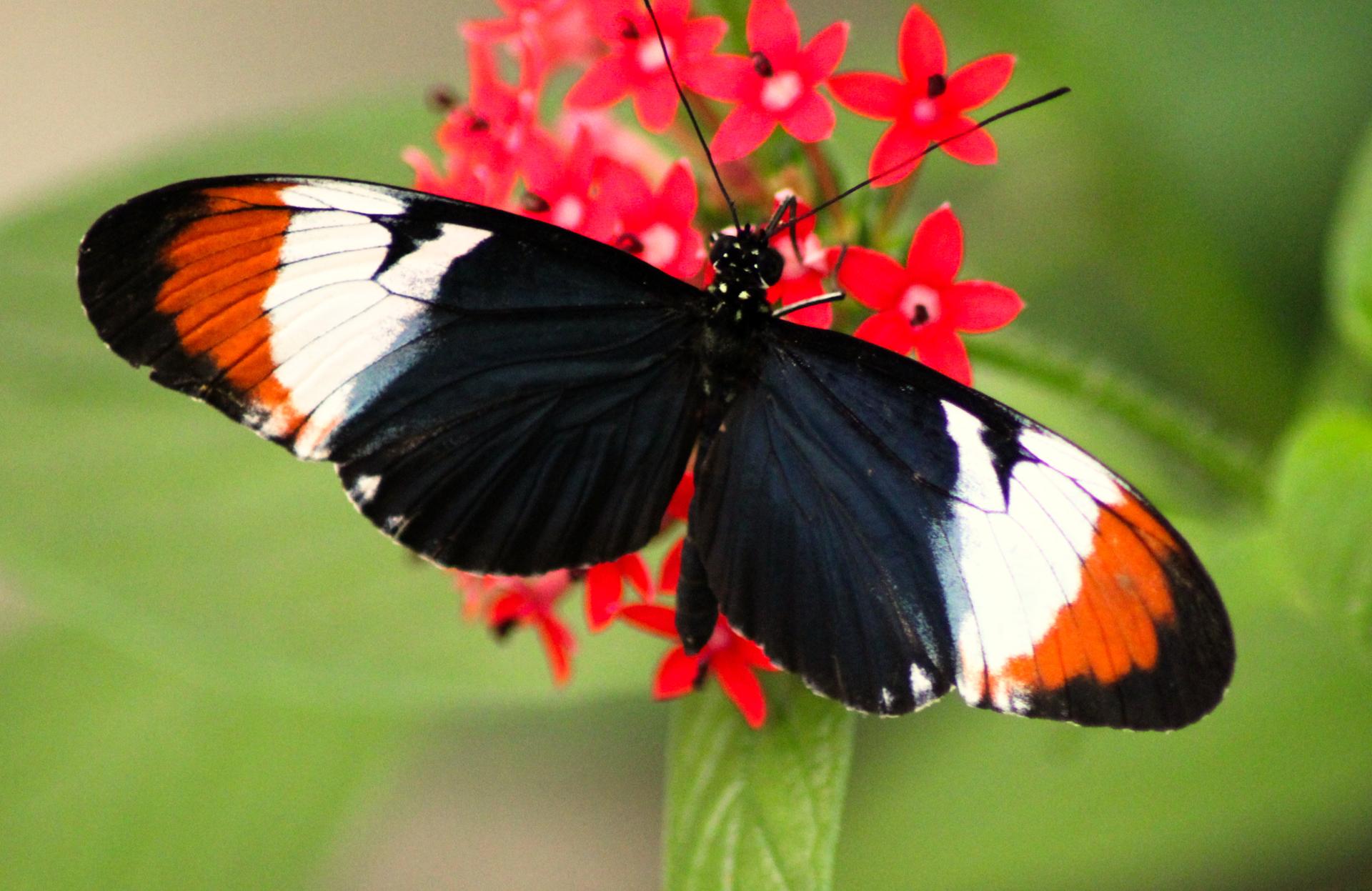 Papillon 060.jpg