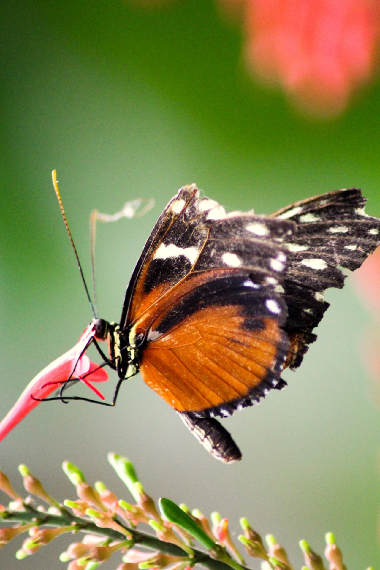 Papillon 061.jpg