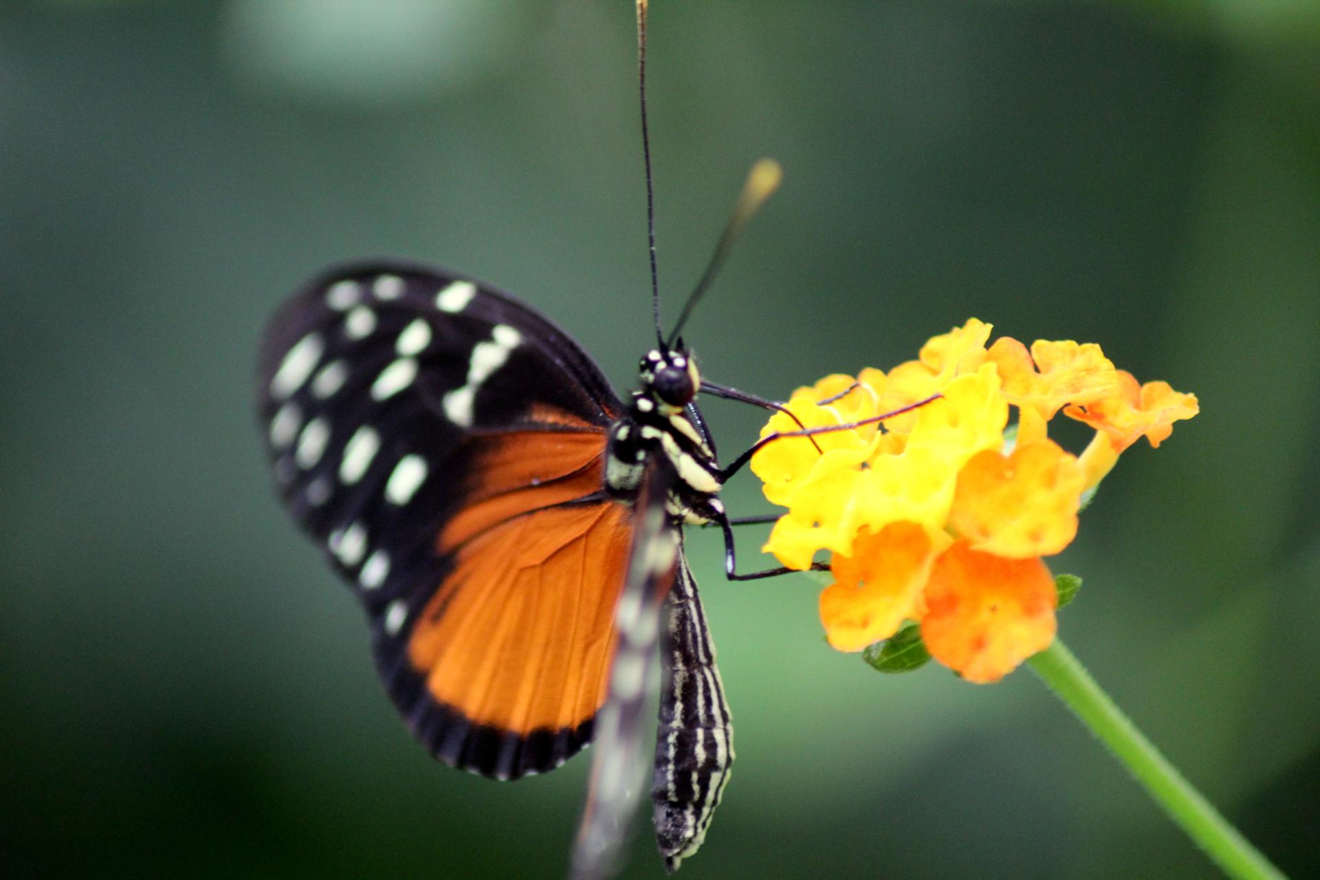 Papillon 062.jpg