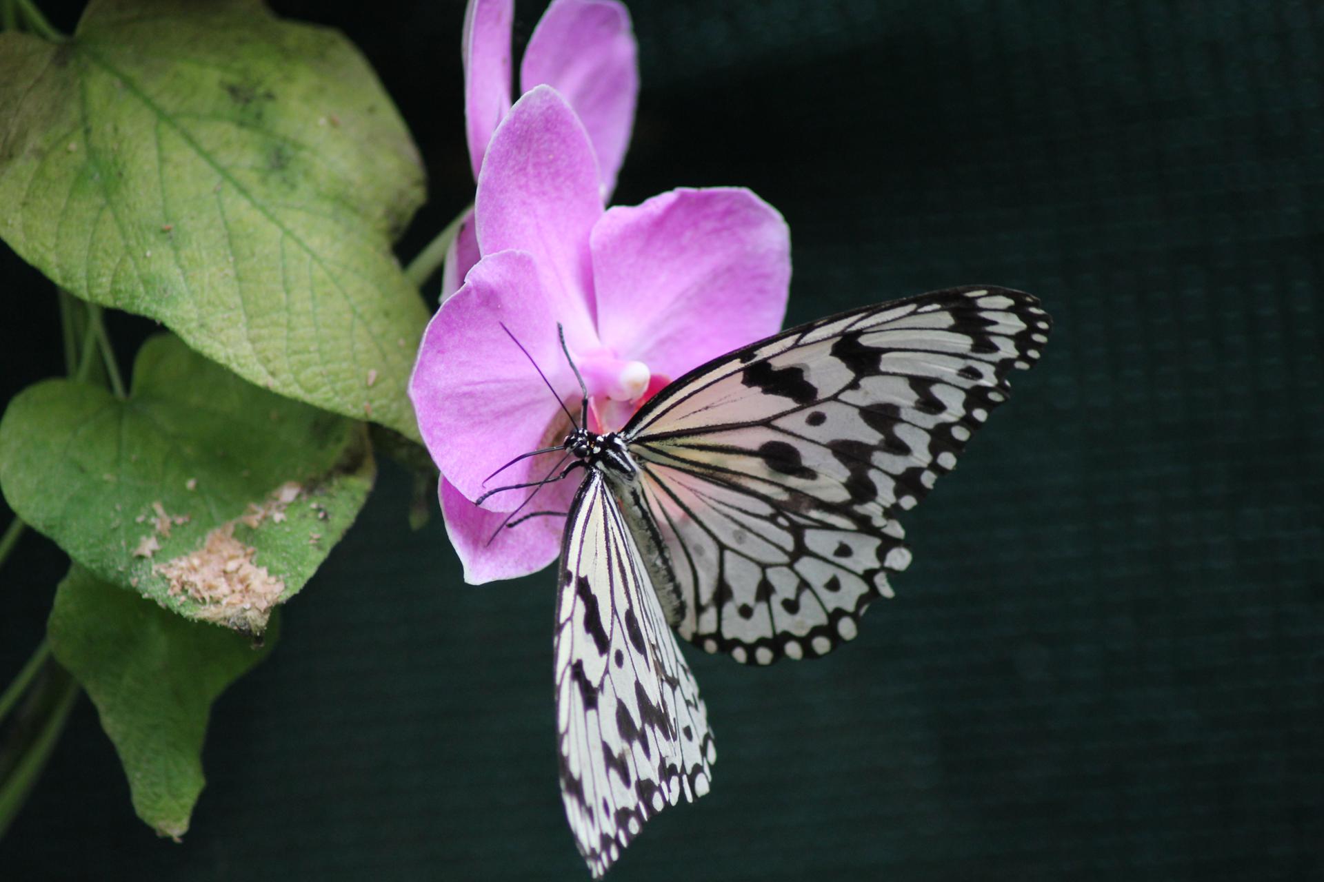 Papillon 063.JPG