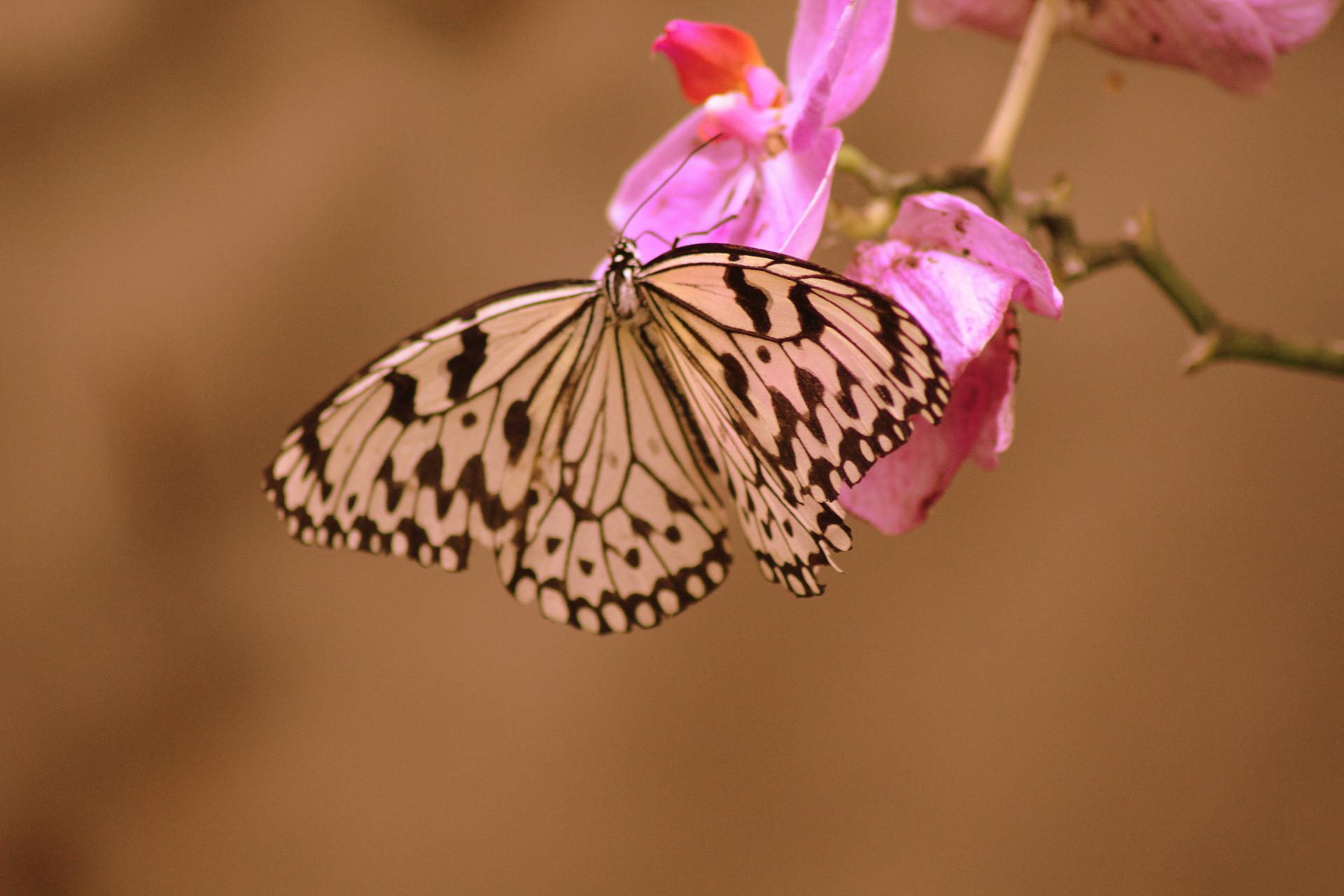 Papillon 064.jpg