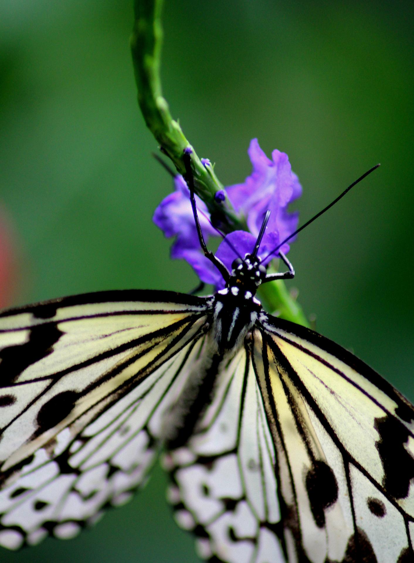 Papillon 065.jpg