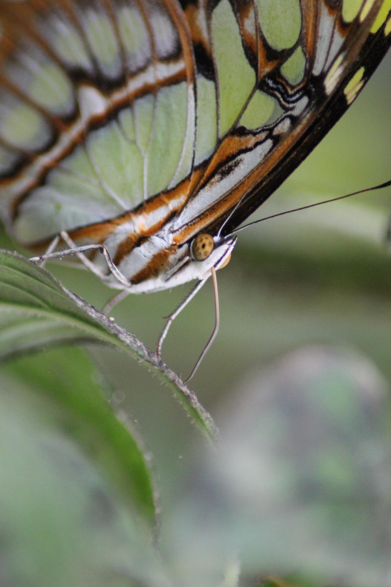 Papillon 066.jpg