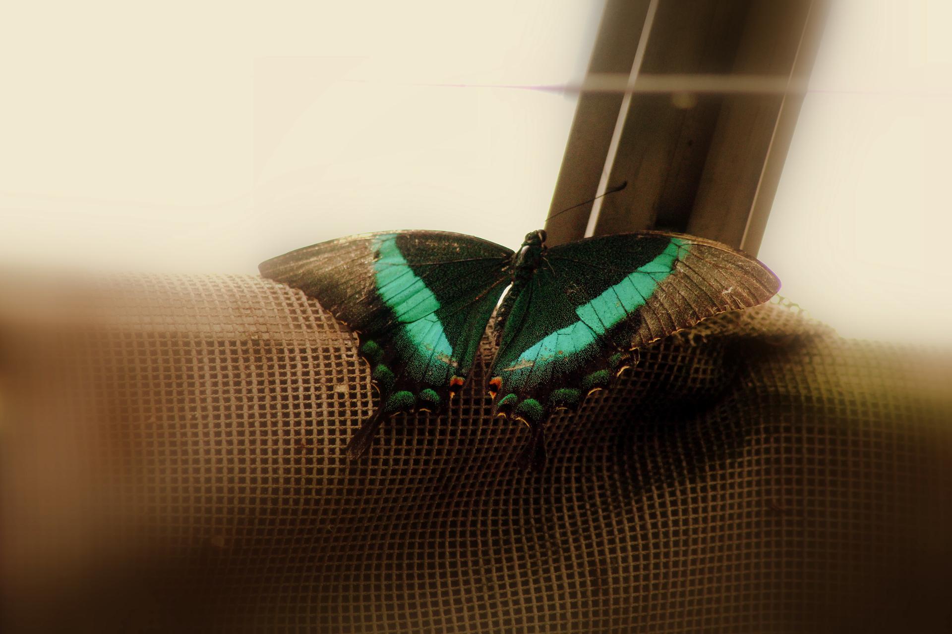 Papillon 067.jpg