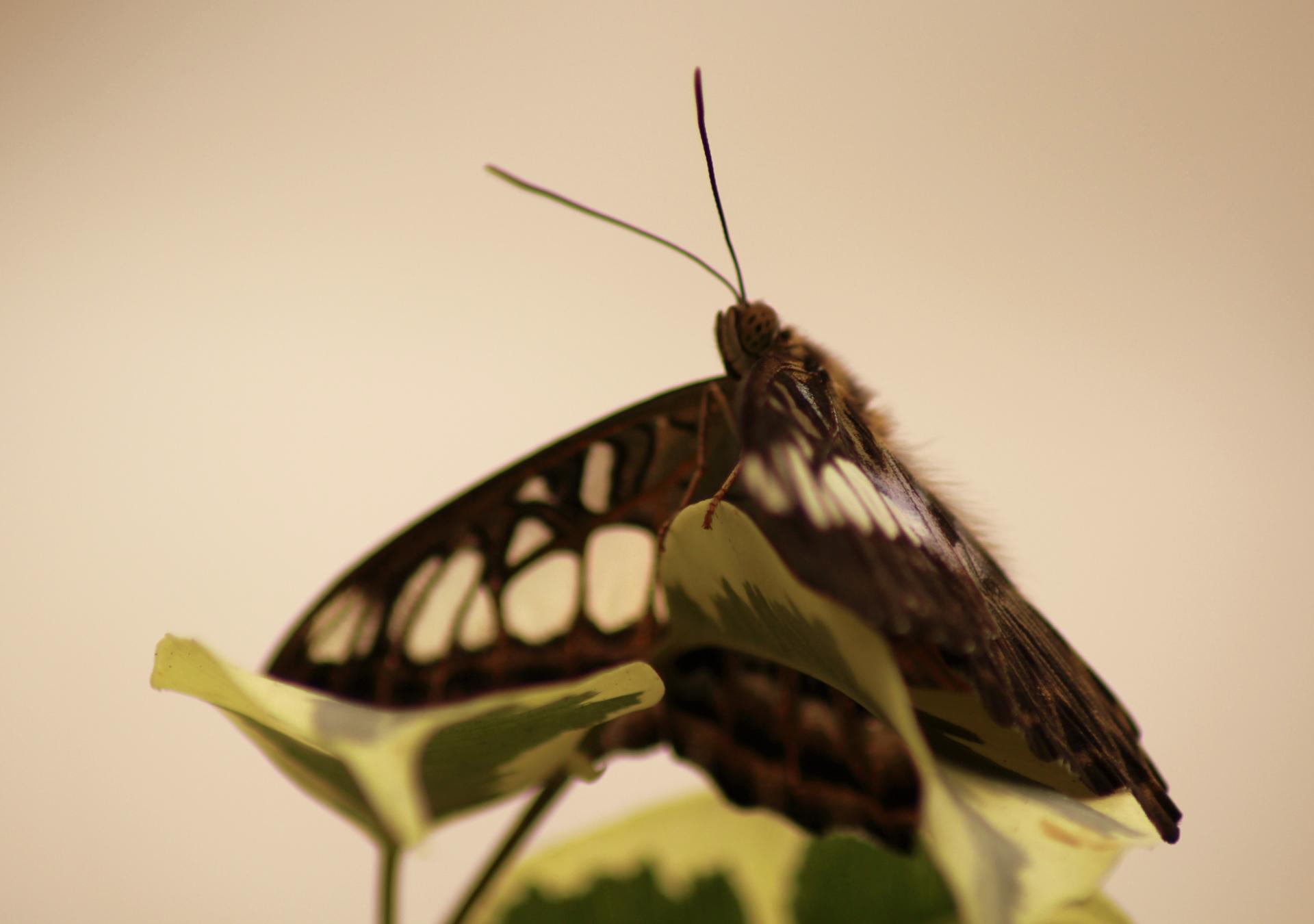 Papillon 068.jpg