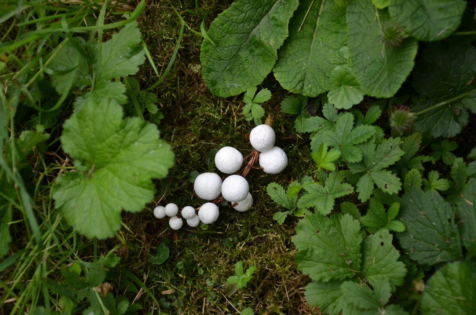 Fleur de champignons blancs