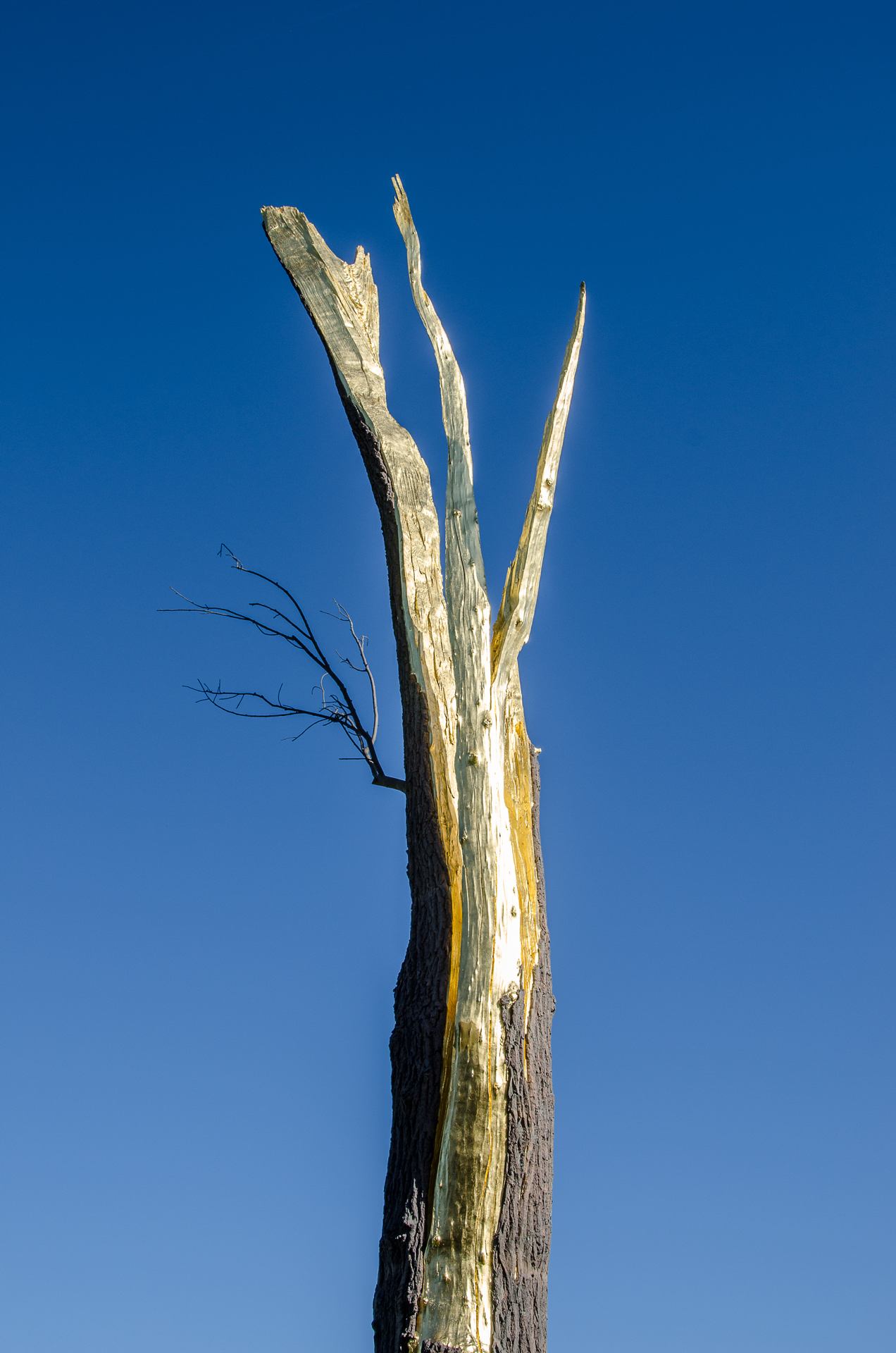 Arbre ouvert de Guiseppe 1