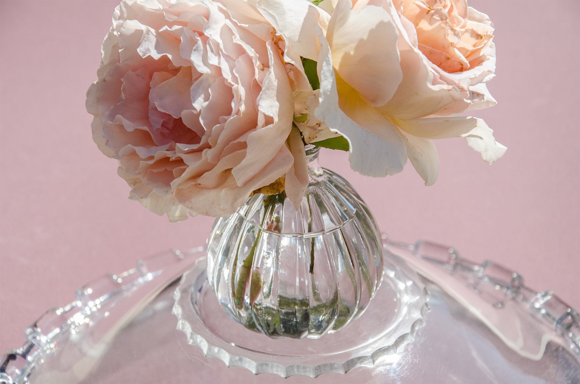 Deux roses pâles