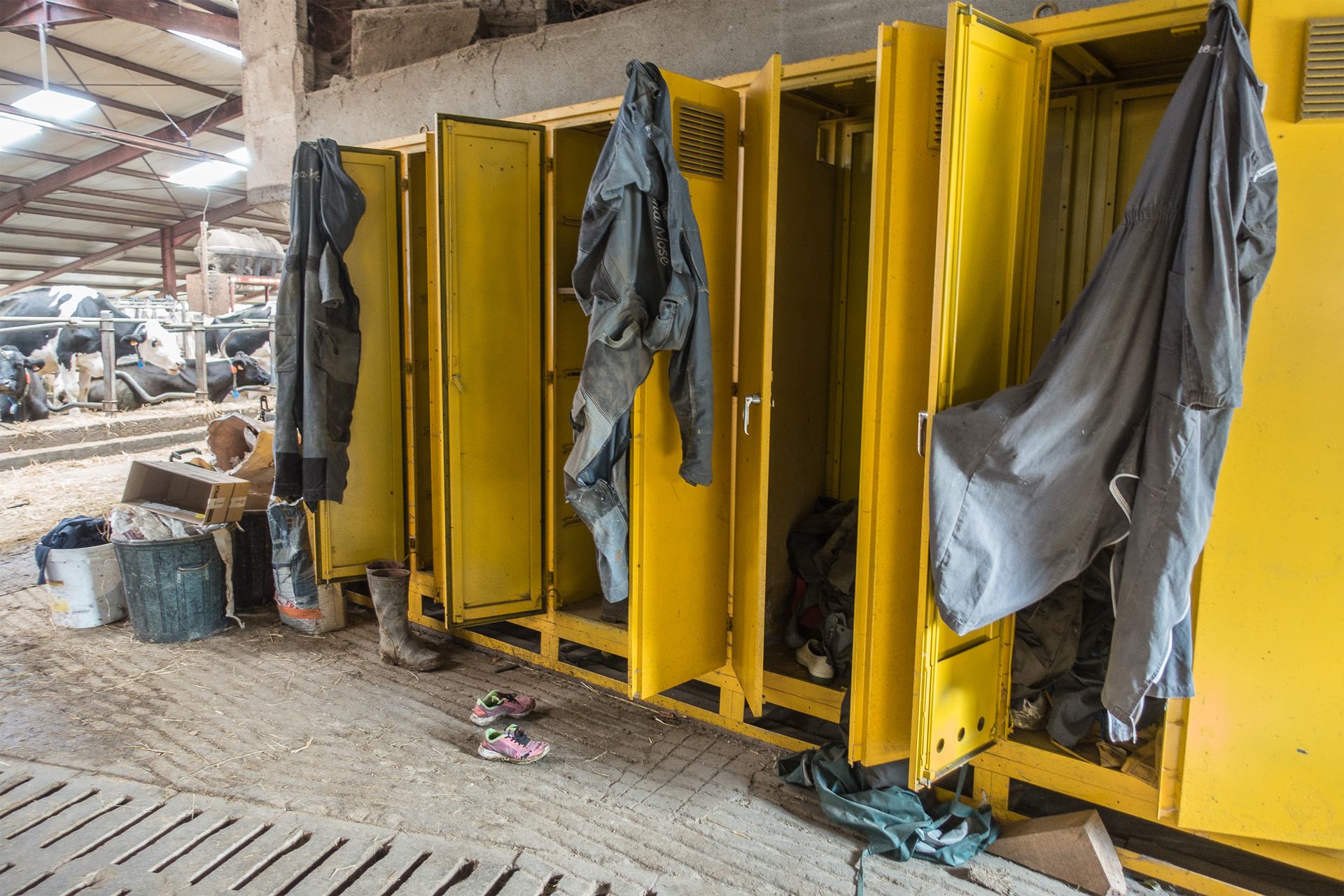 L'heure de la traite