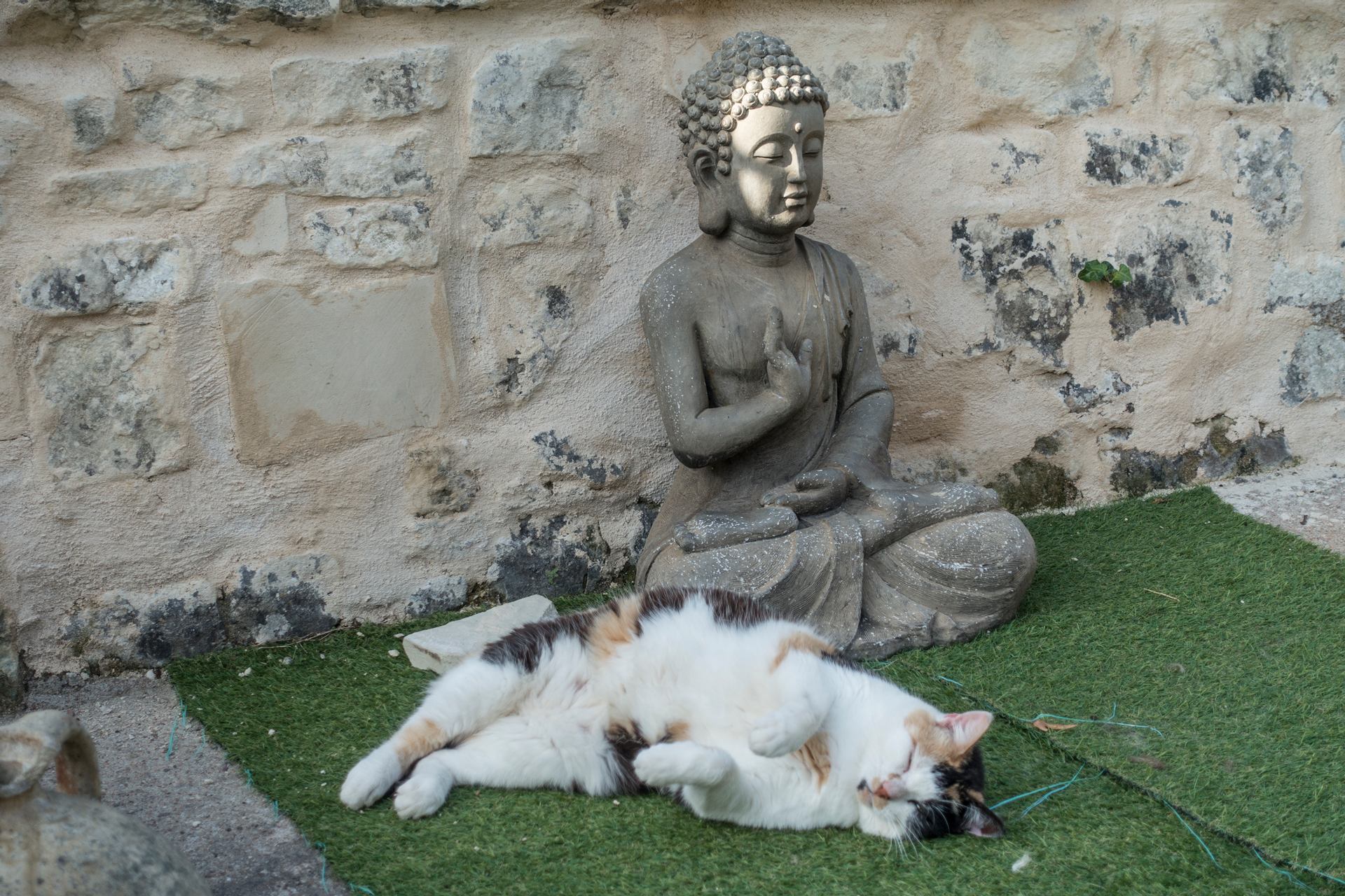 Le détachement du chat