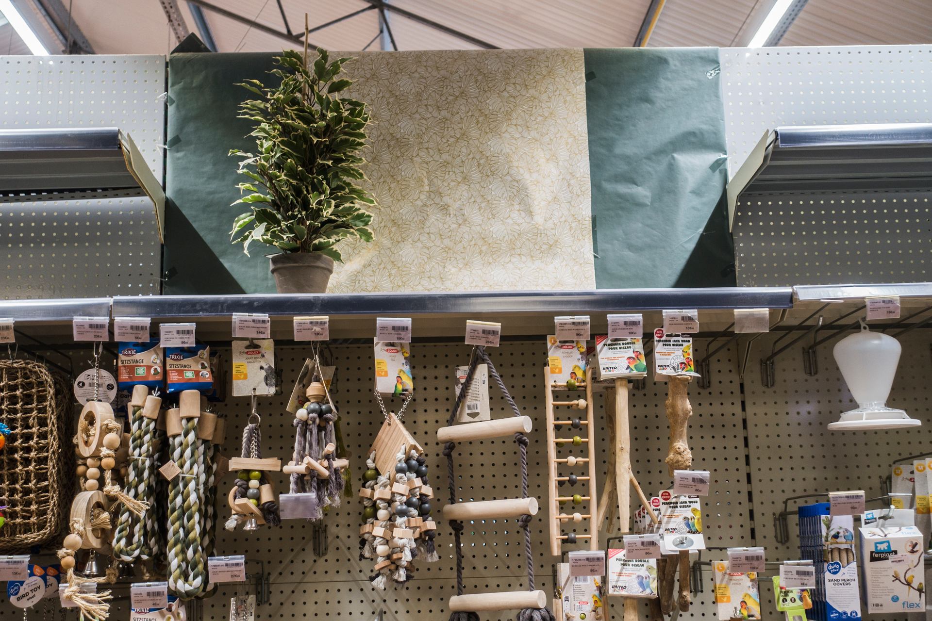 Plante sur l'étagère