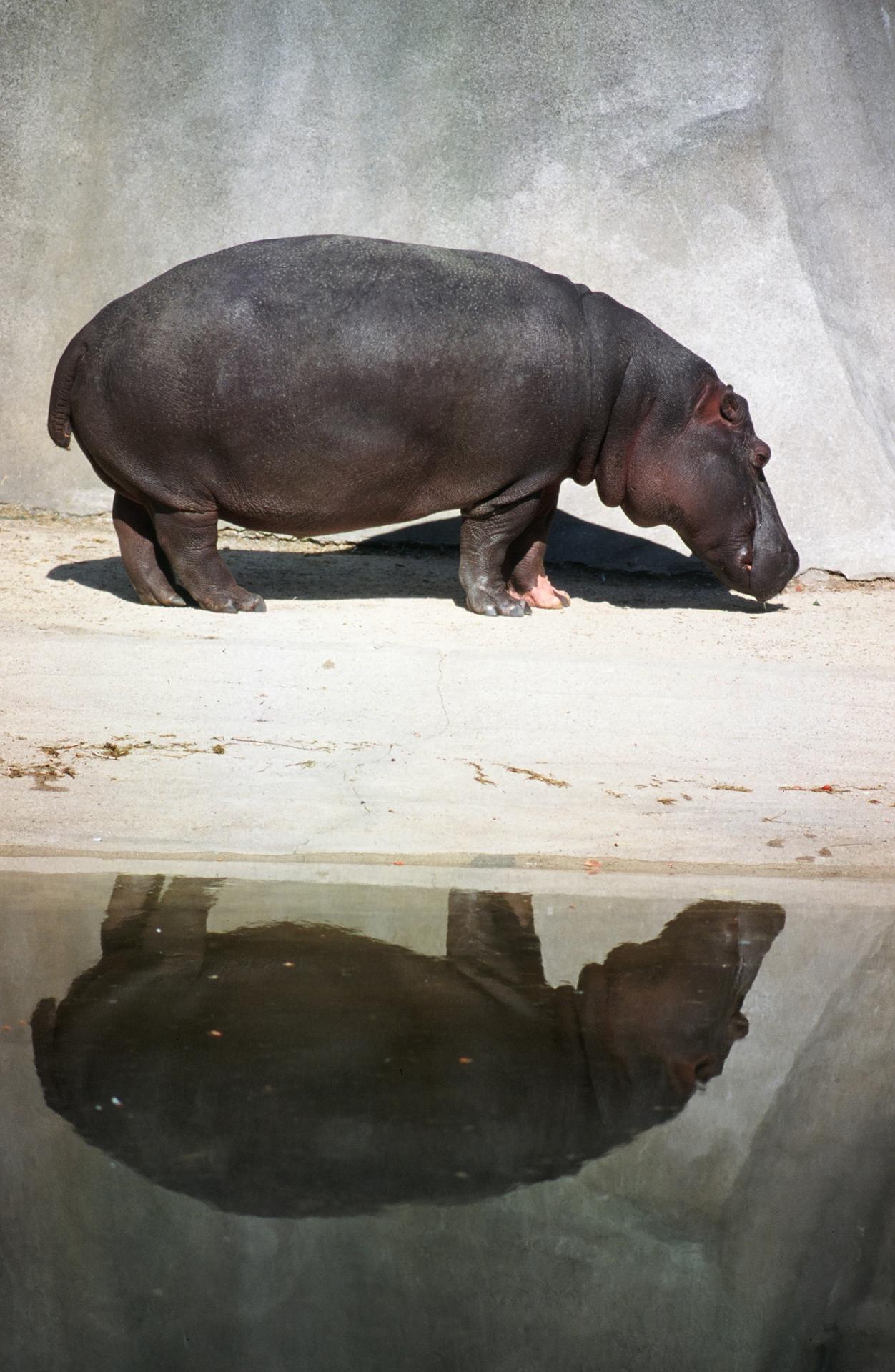 Hippo au bord de l'eau