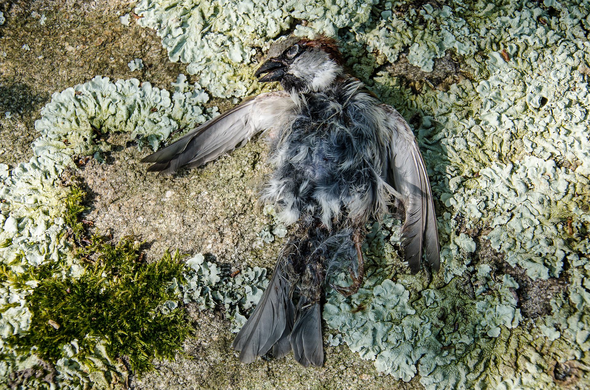 OFFRANDE À LA NATURE