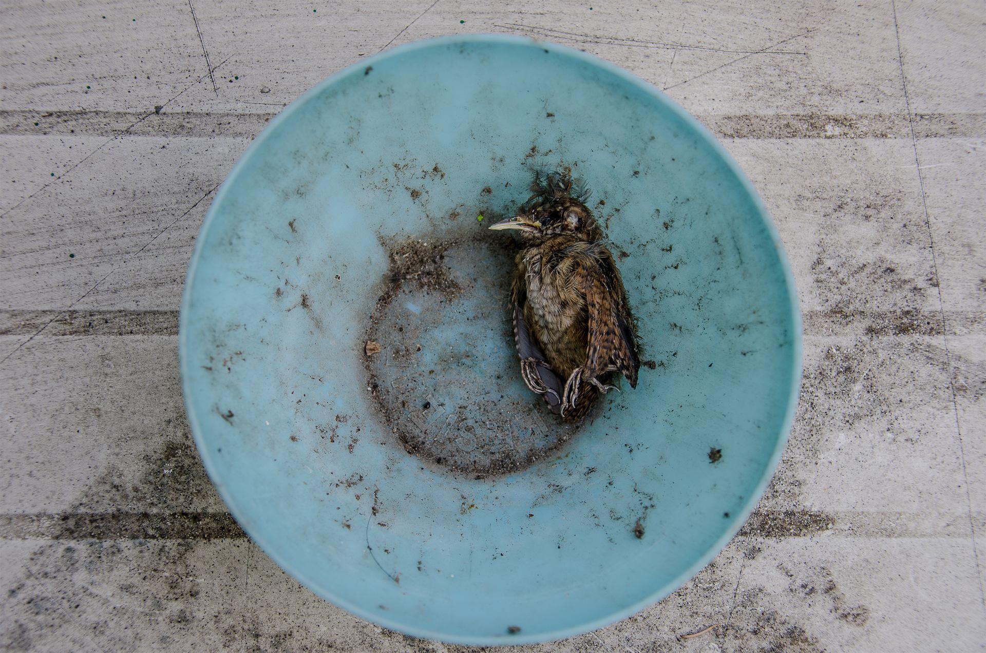 Bol ciel bleu pour un moineau