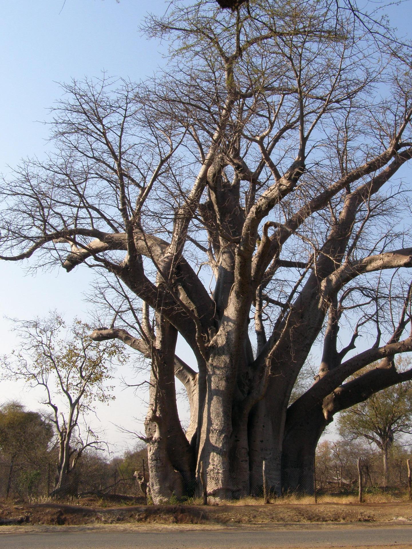 en Afrique