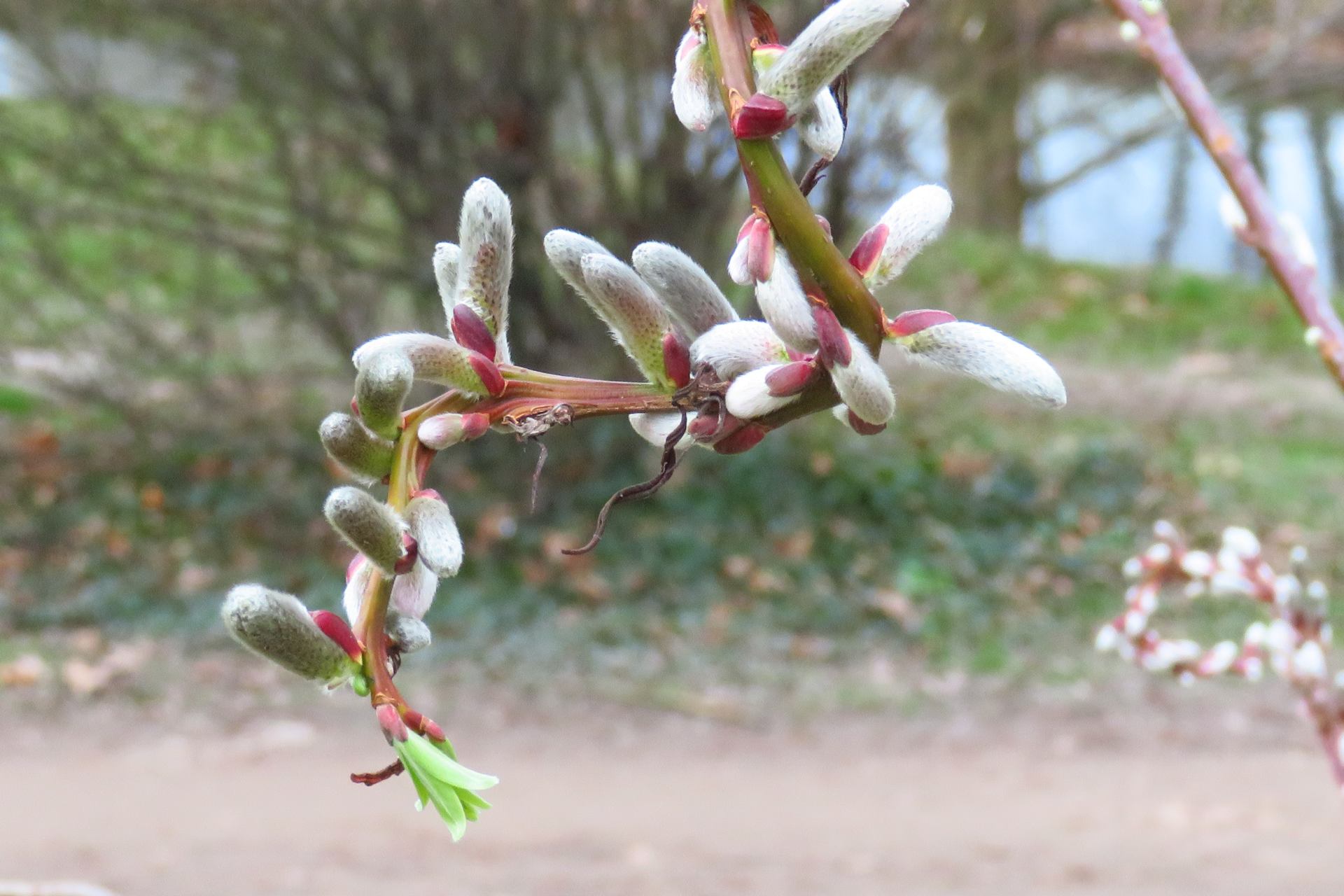 La nature au printemps