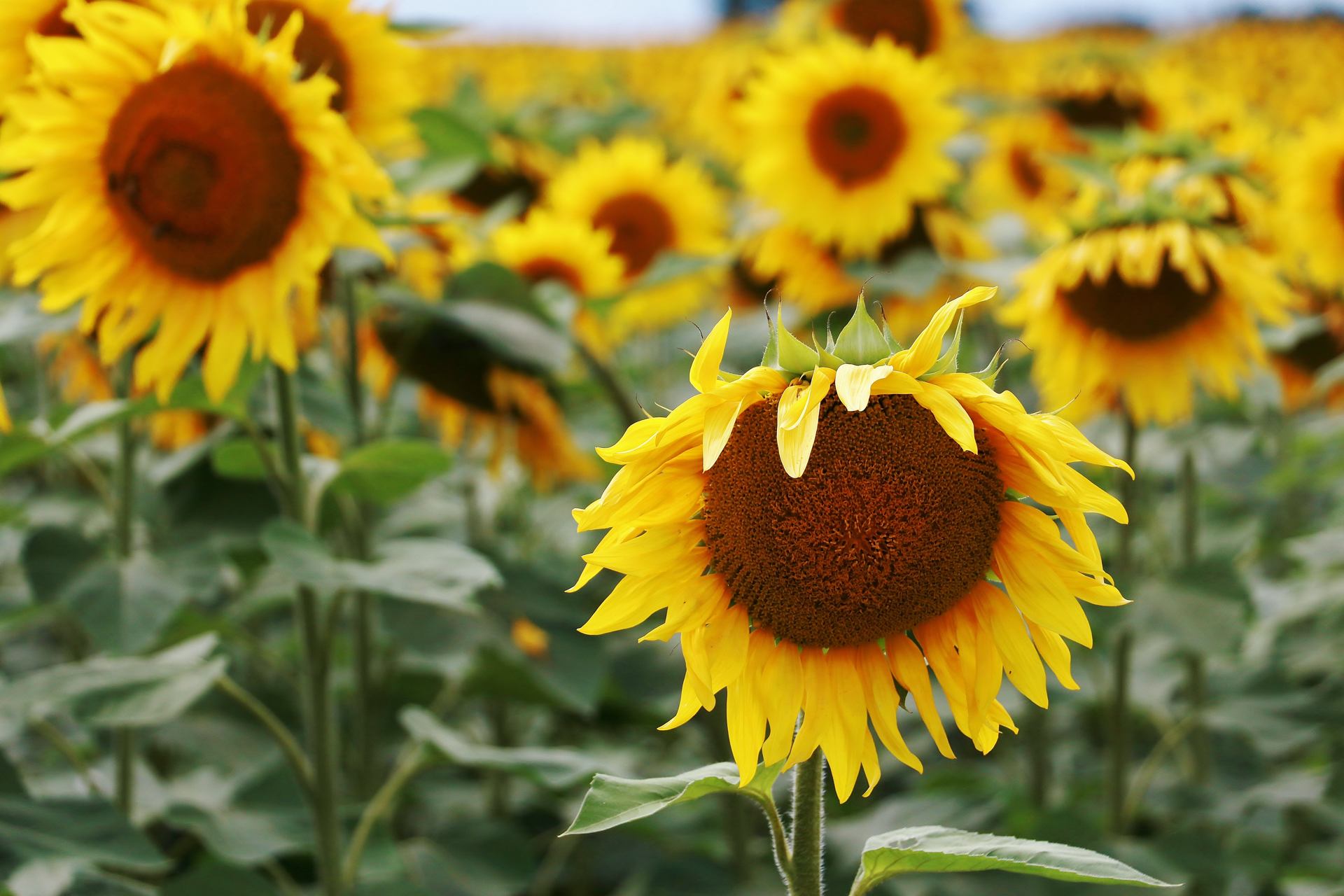 Au soleil
