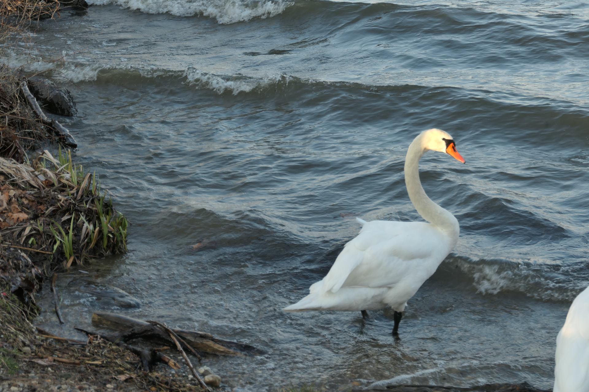 Dans les vagues