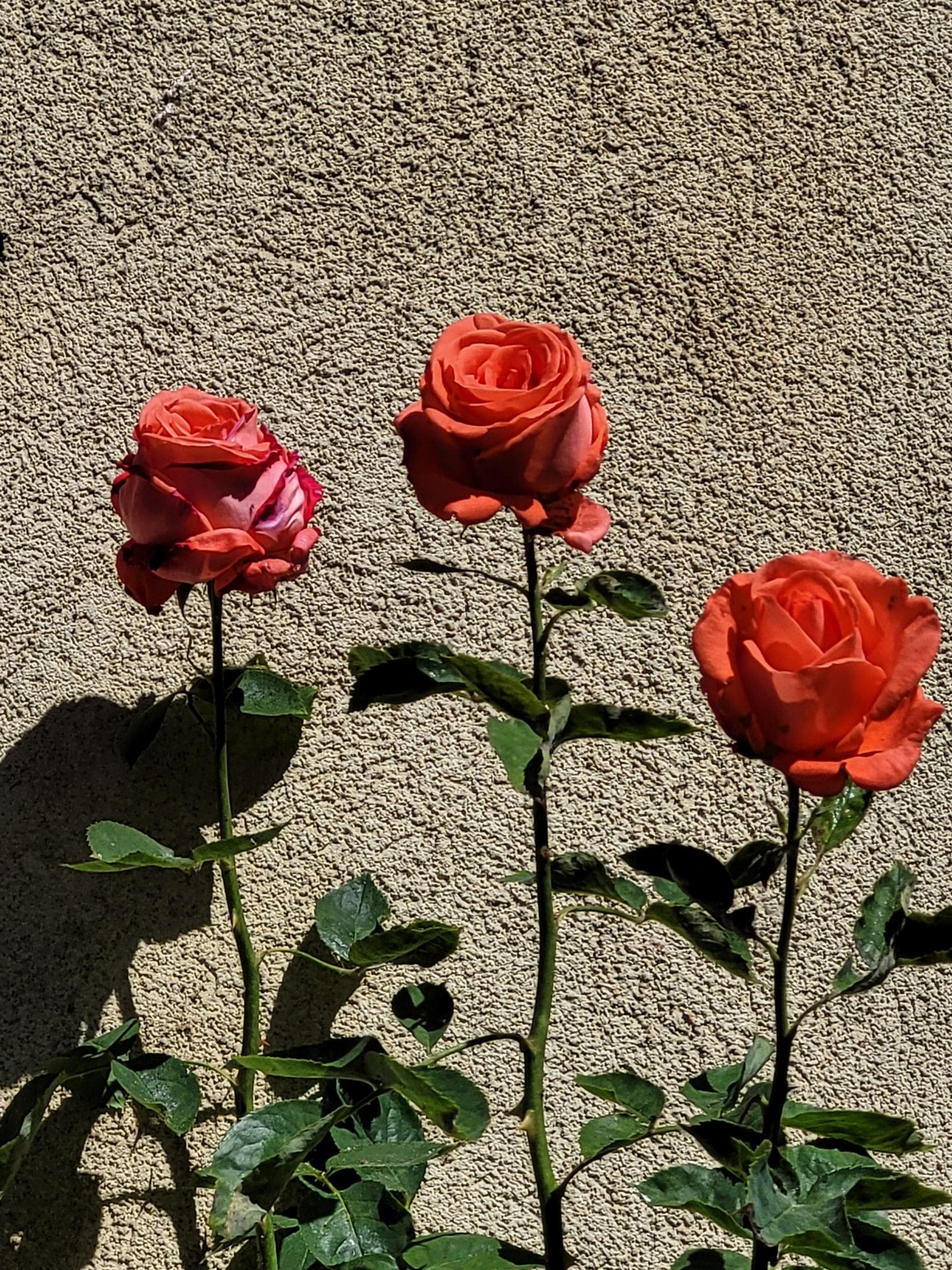 Roses de souvenir .jpg