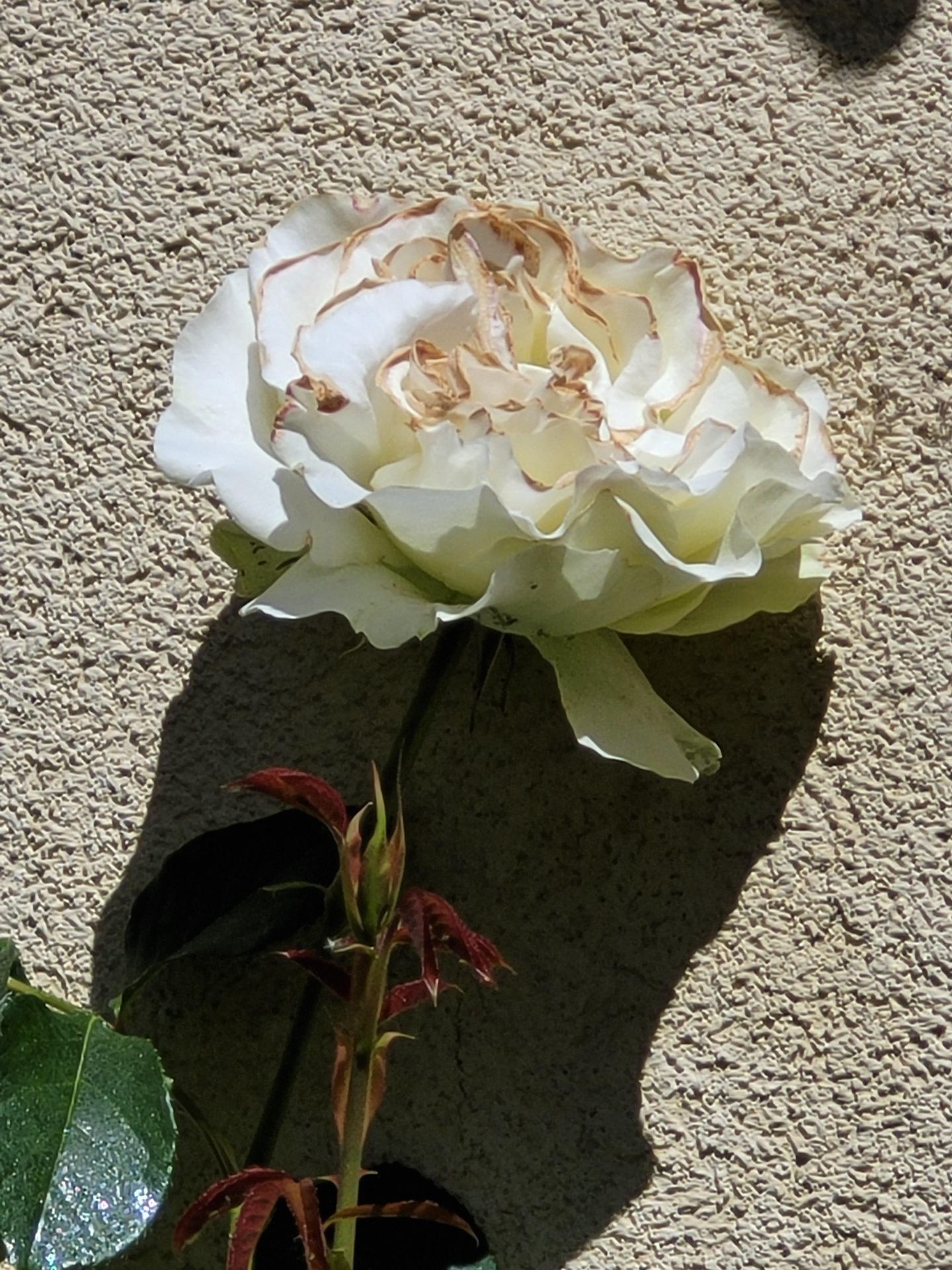 Rose blanche.jpg