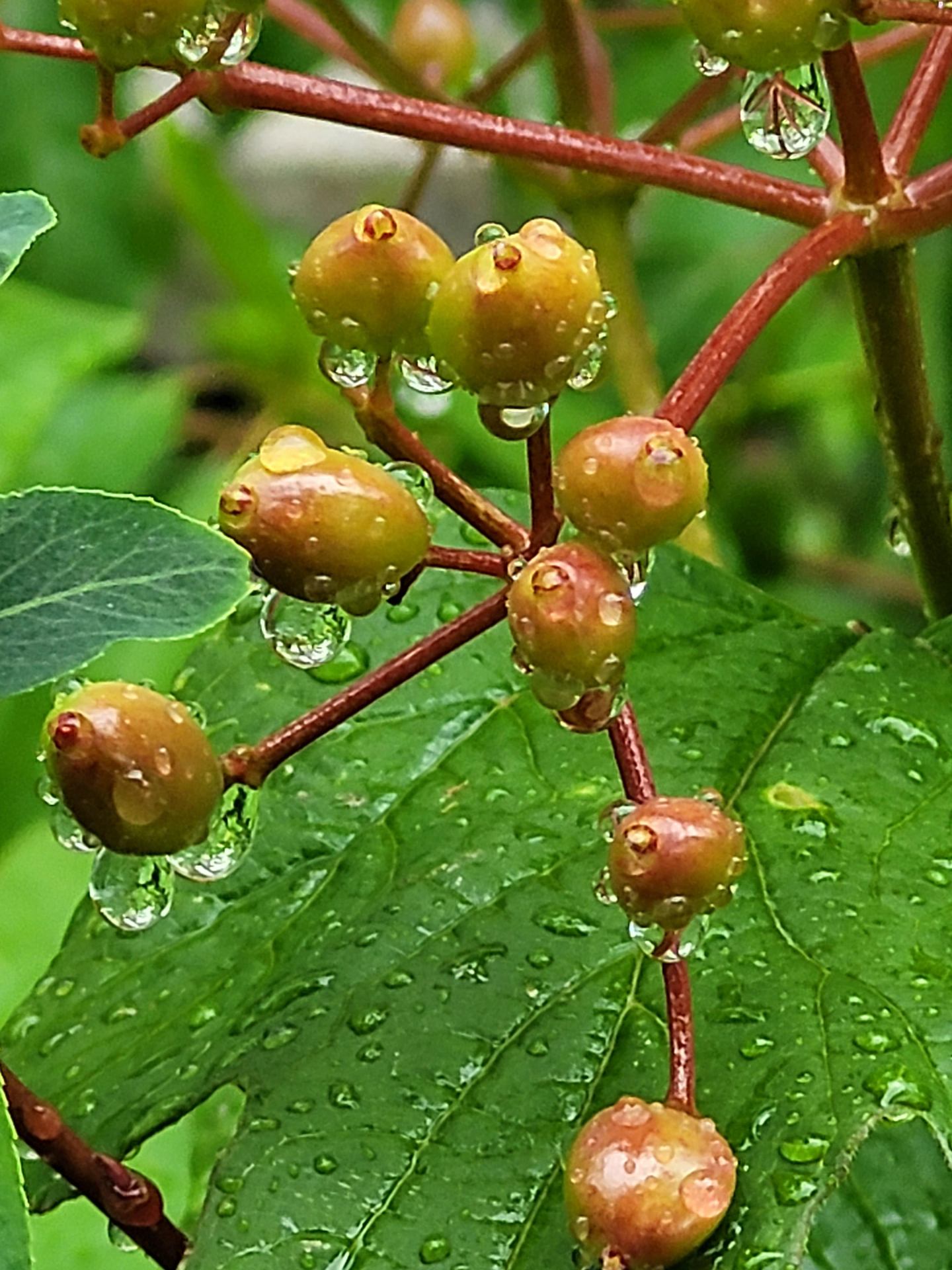 Nature après la pluie .jpg