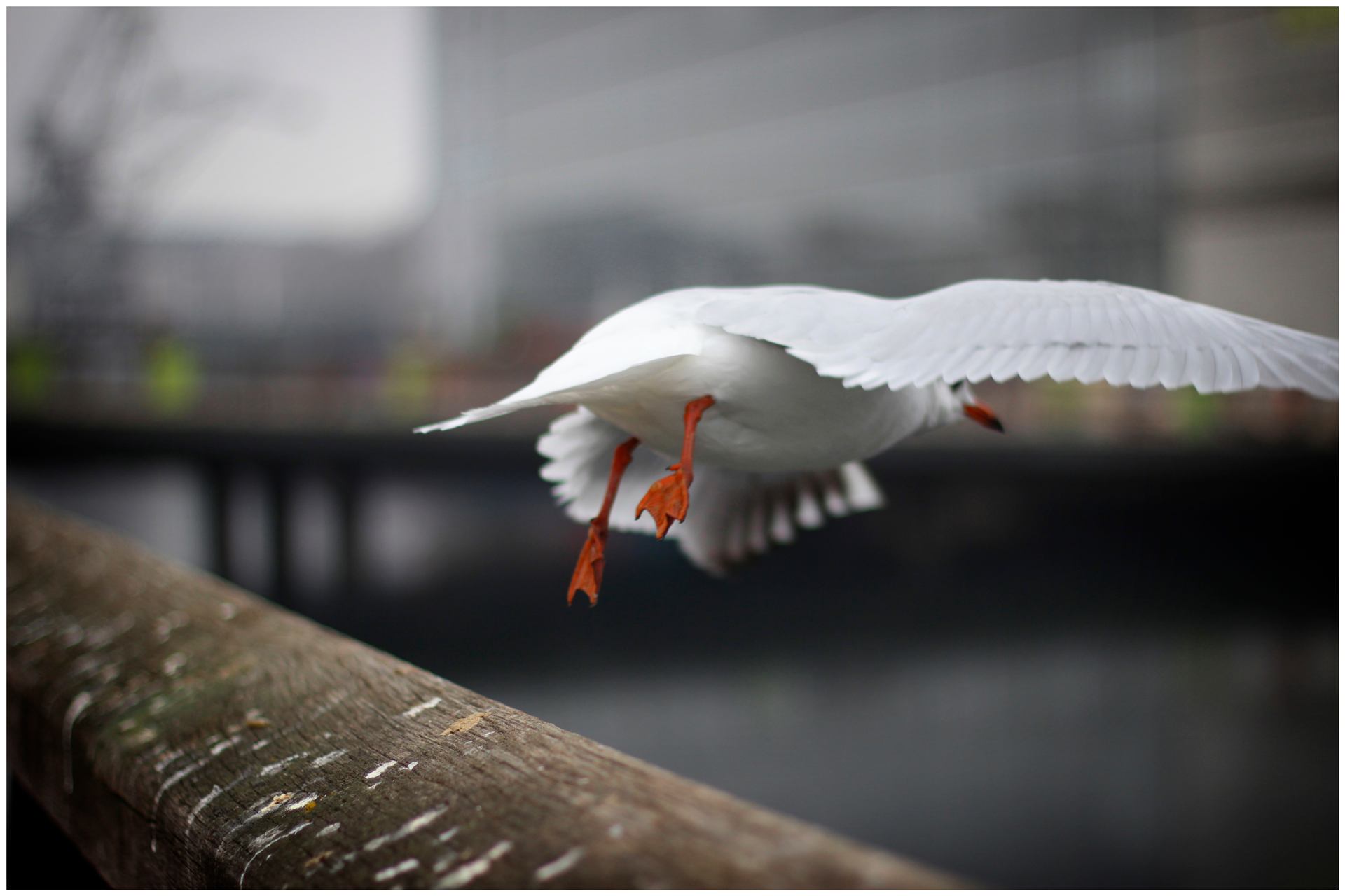 Envole d'une mouette .JPG