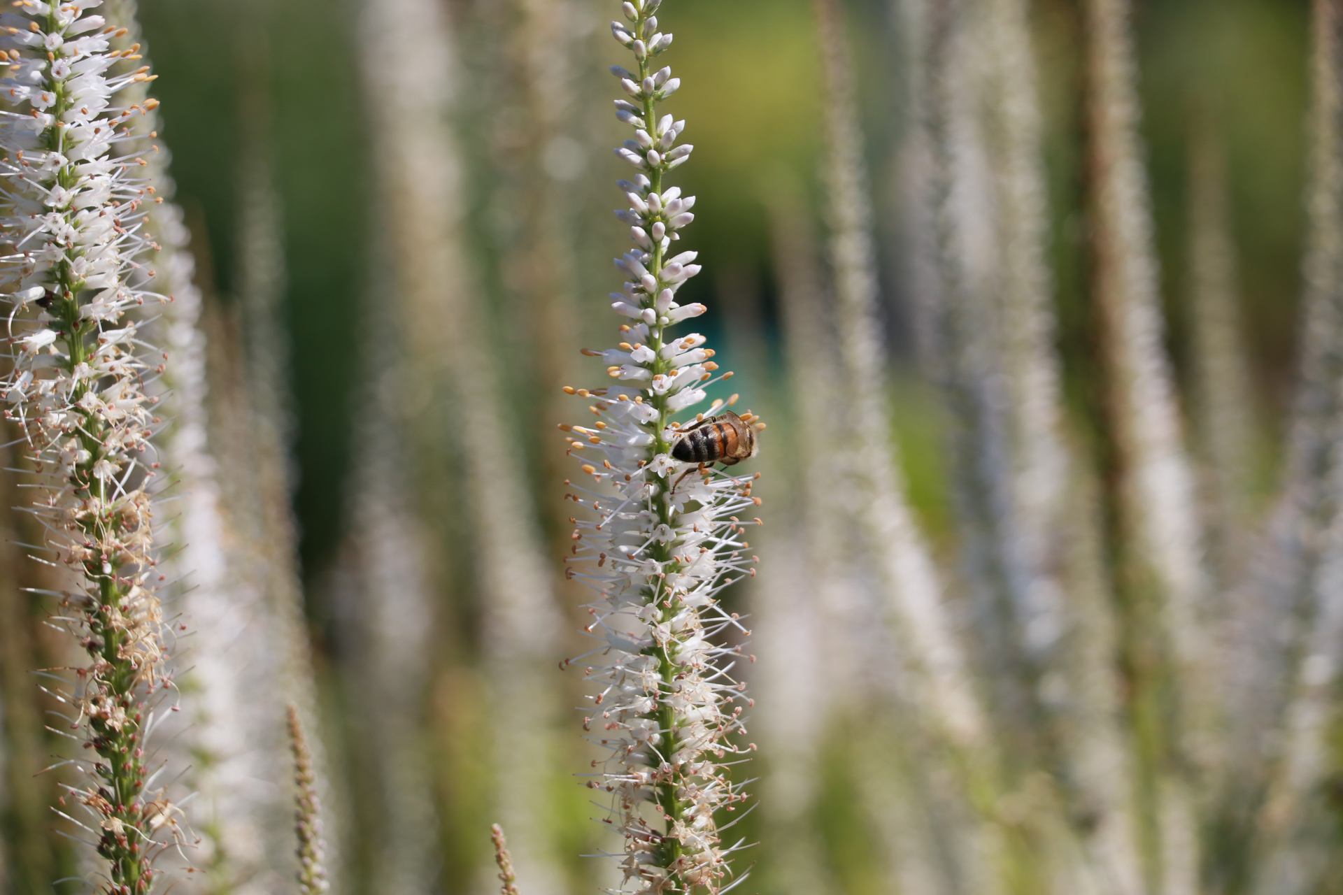 Délicatesse de la nature .JPG
