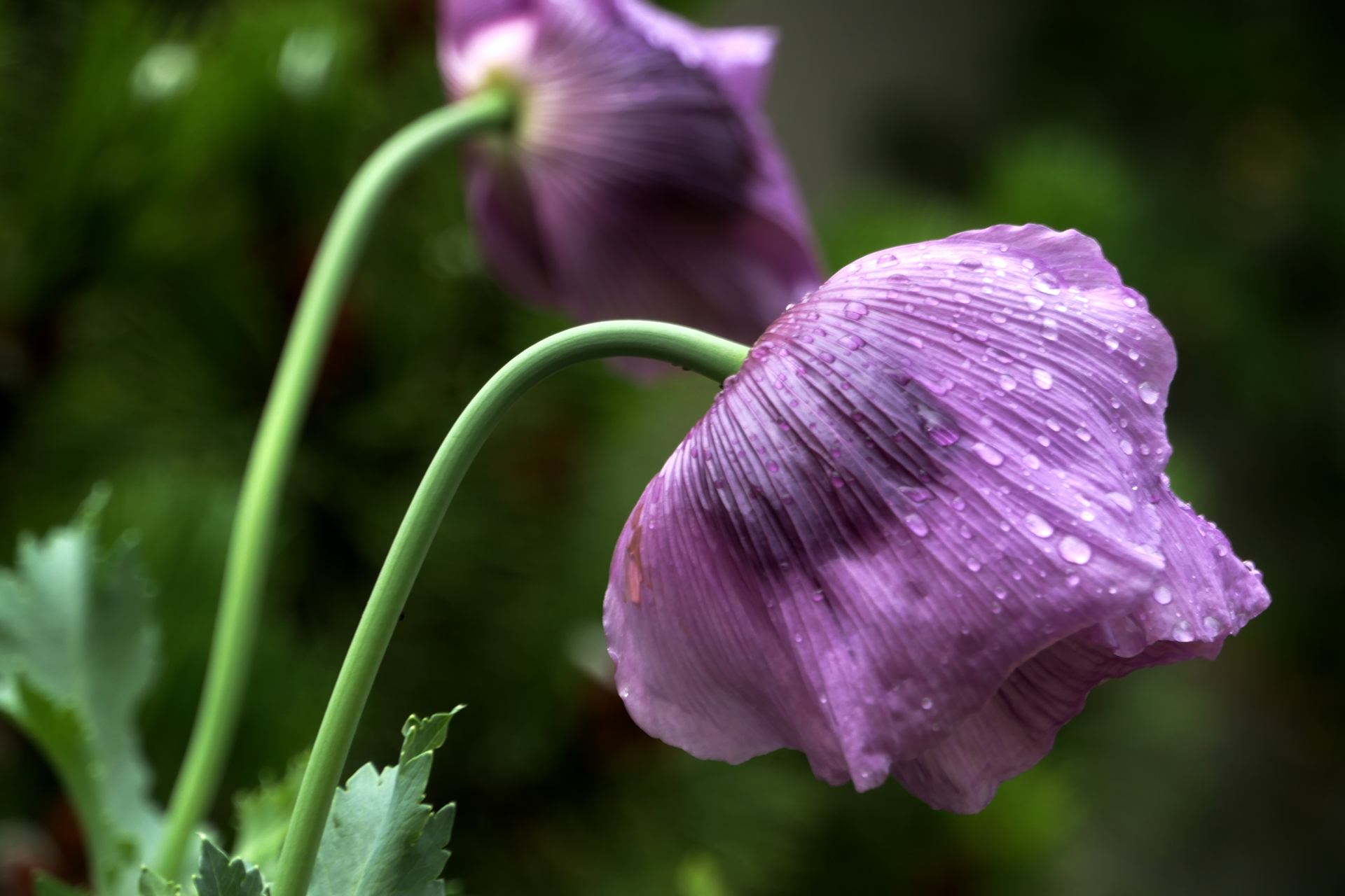 Couleurs des jardins