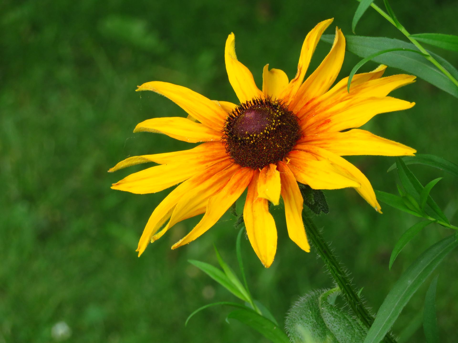 Couleurs des jardins