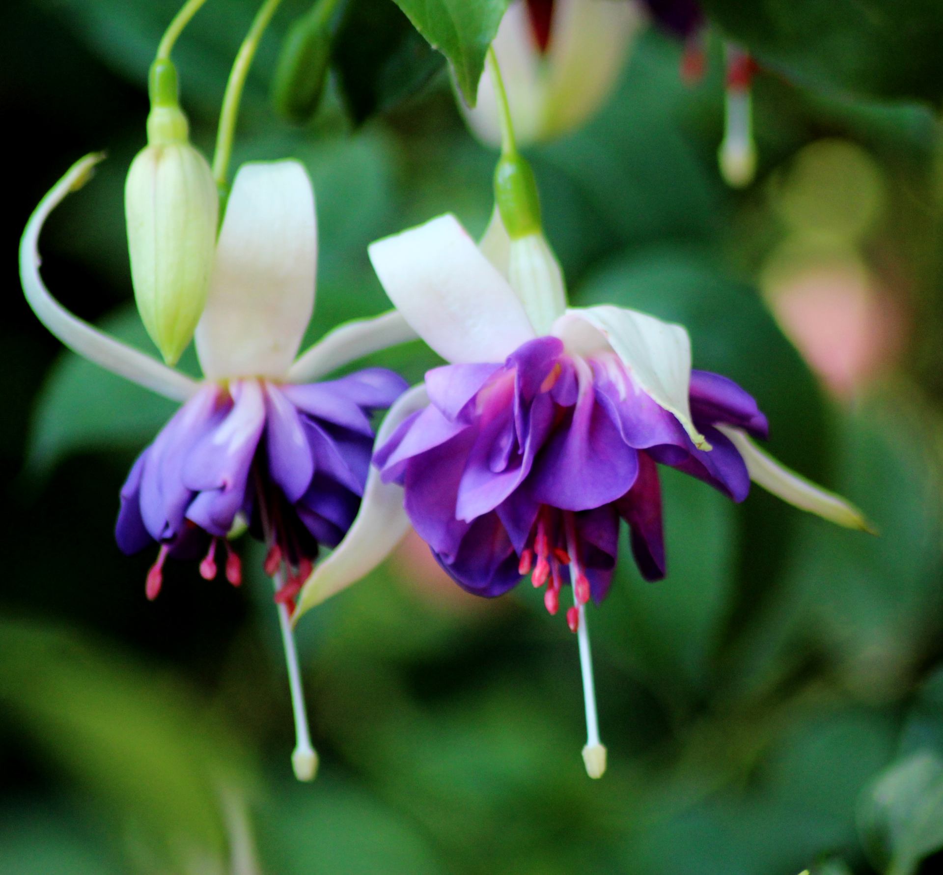 Couleurs des jardins