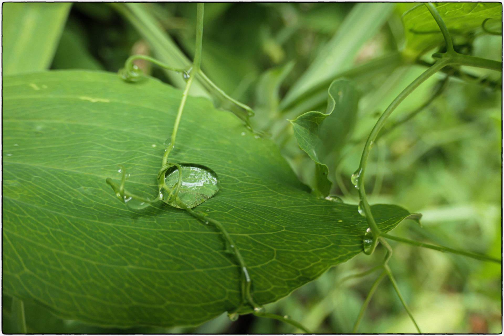 Une goute d'eau