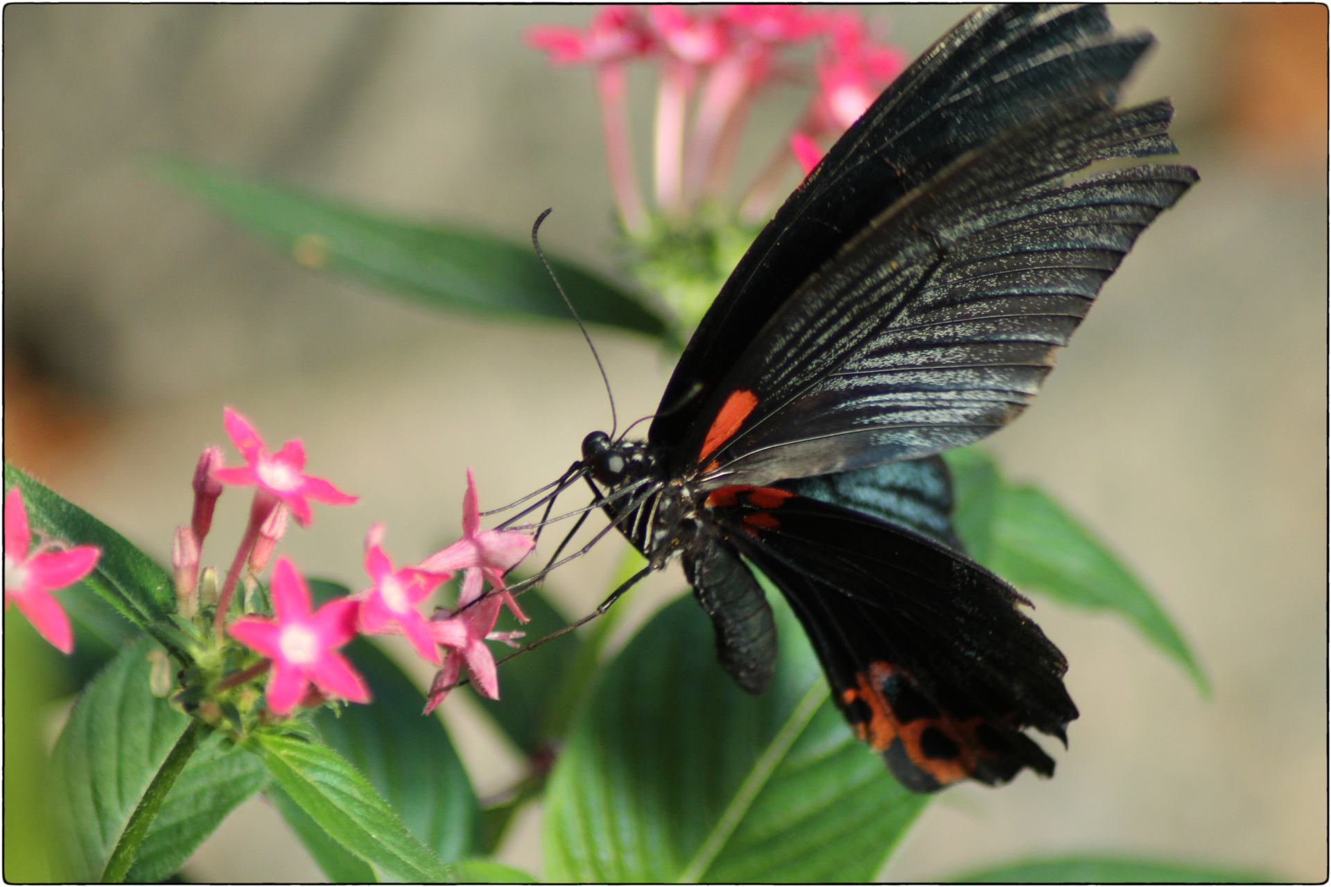 Papillon noire .JPG
