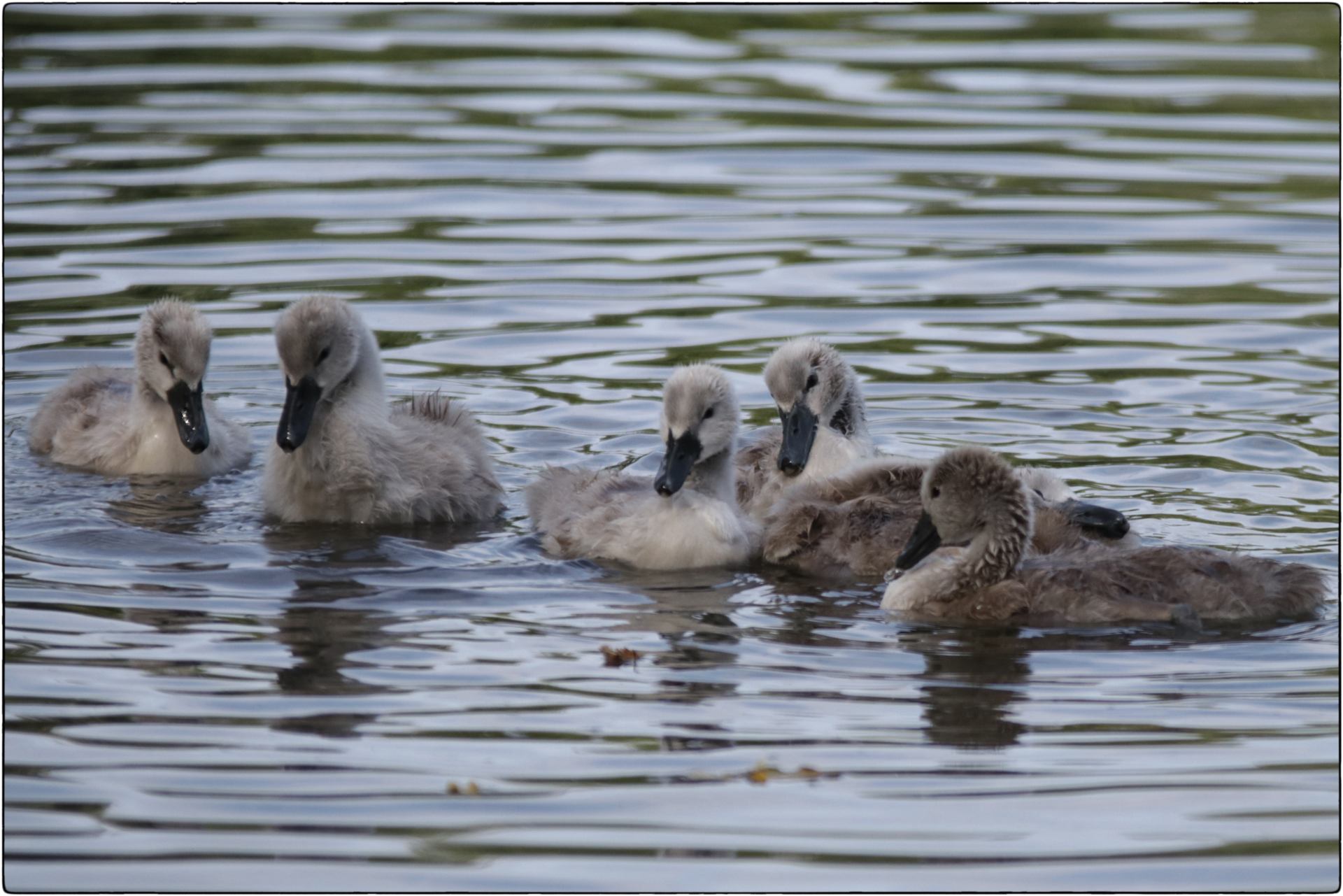Petit familleJPG