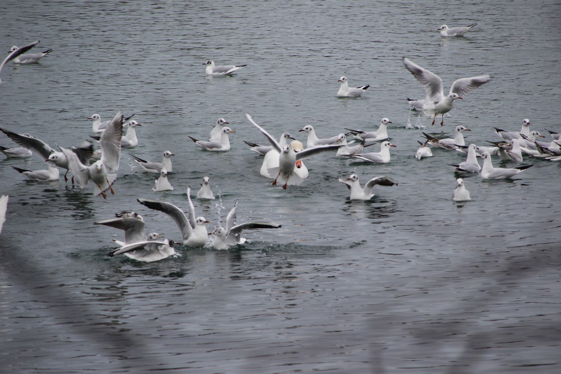 Ici c'est Alsace.JPG