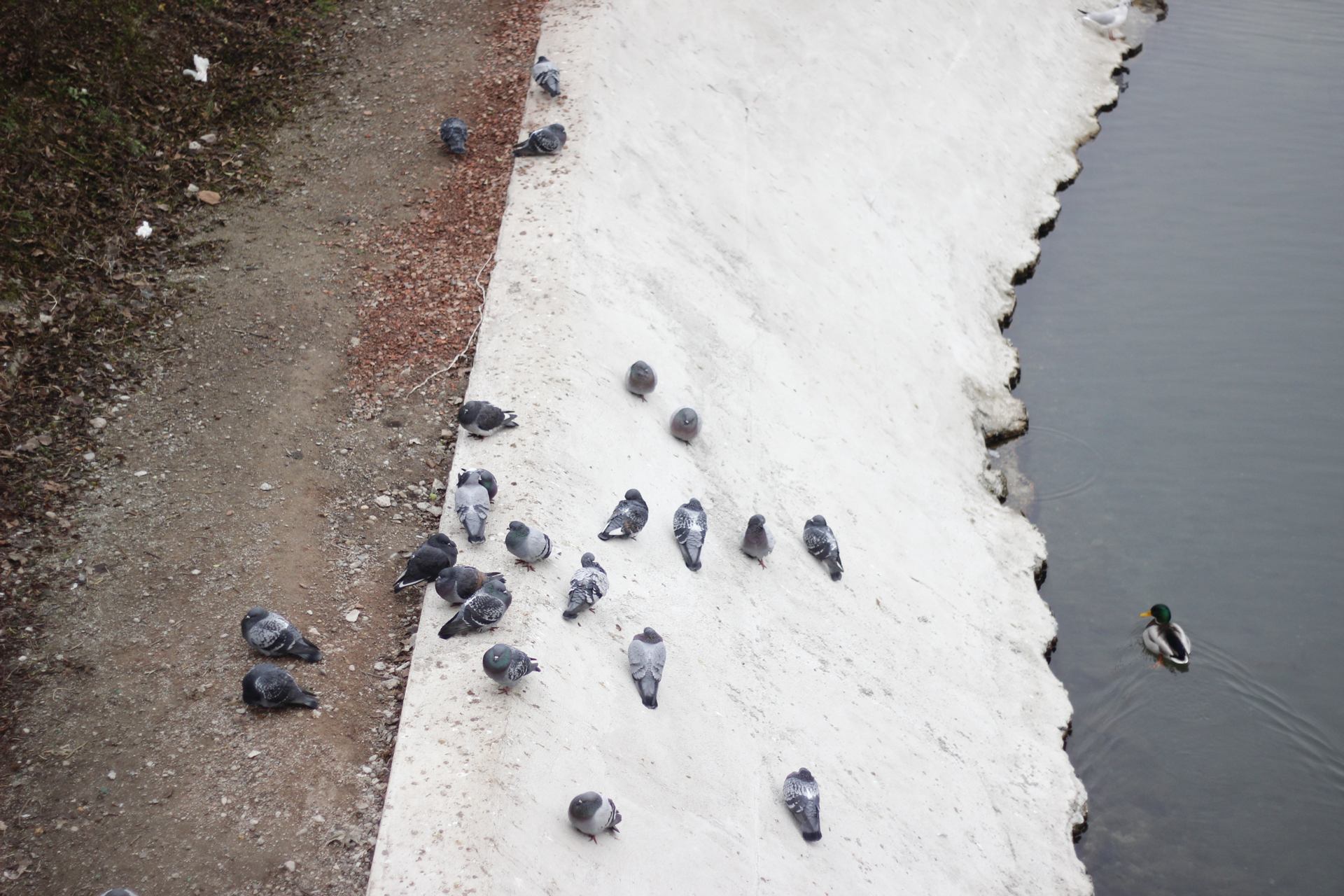 Sur la berge de l'Ill.JPG