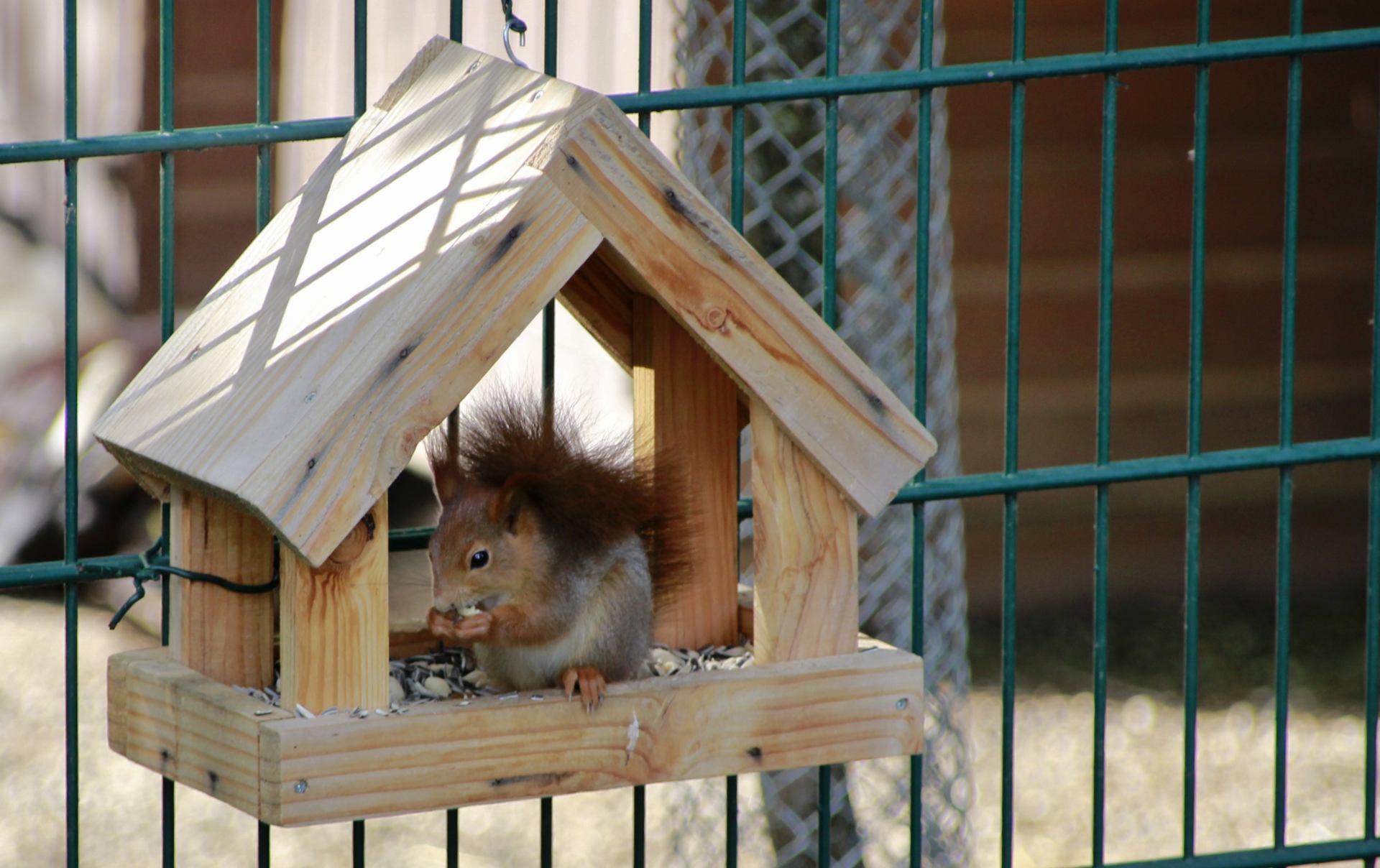 Voleur des graines.JPG