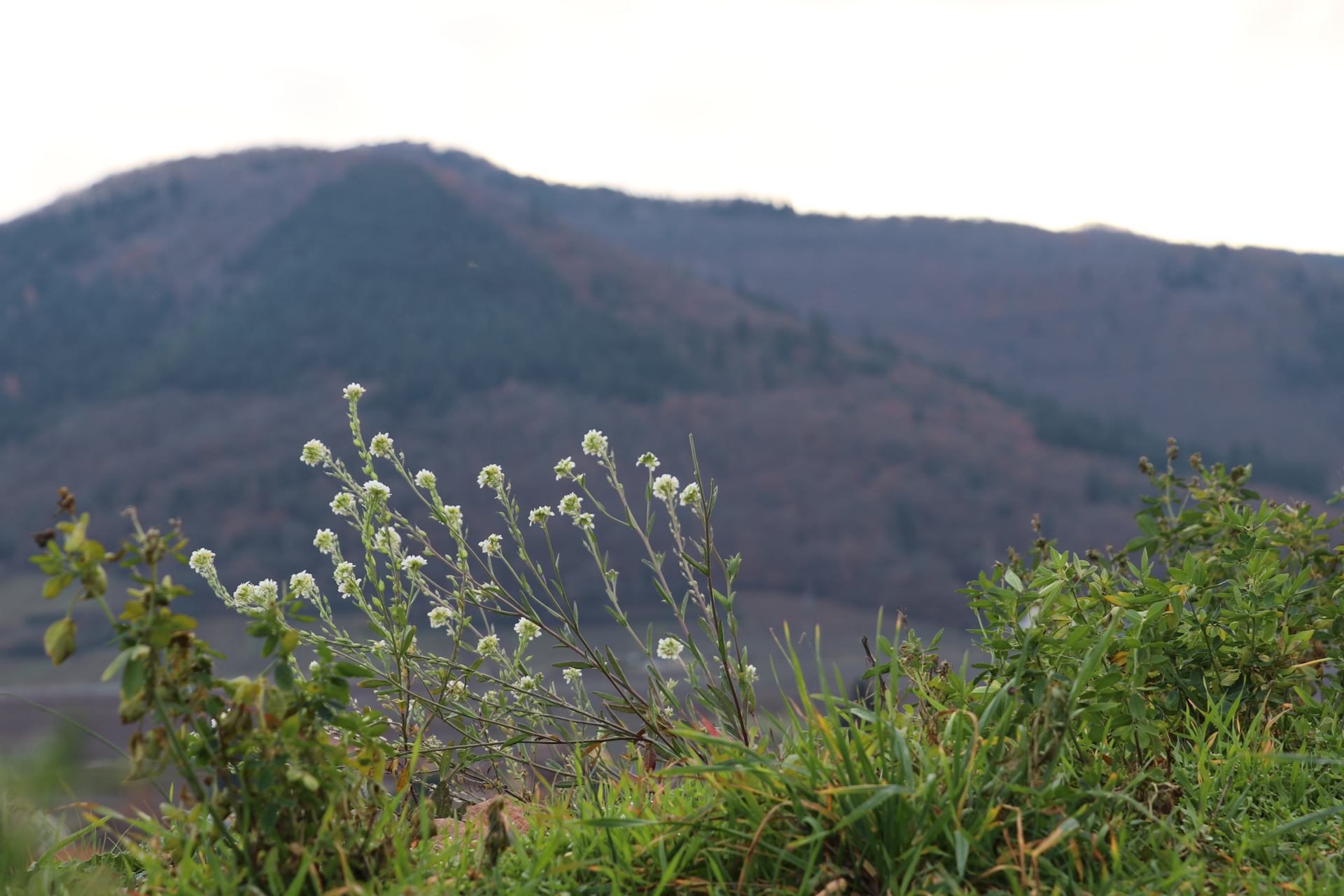 Tranquilité de la nanure.JPG