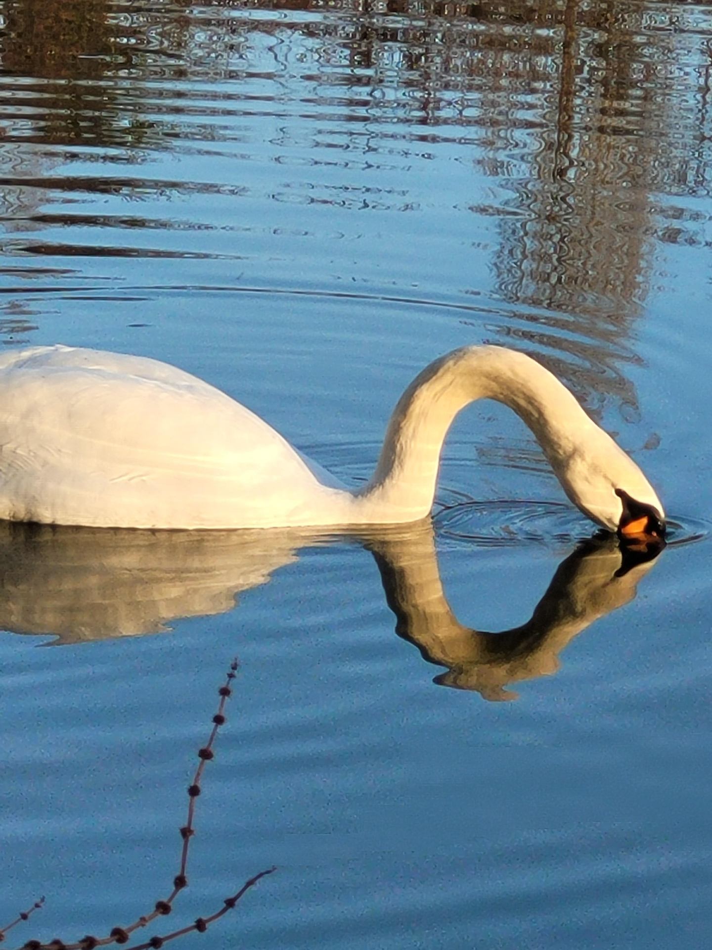 Un cygne solitaire.jpg