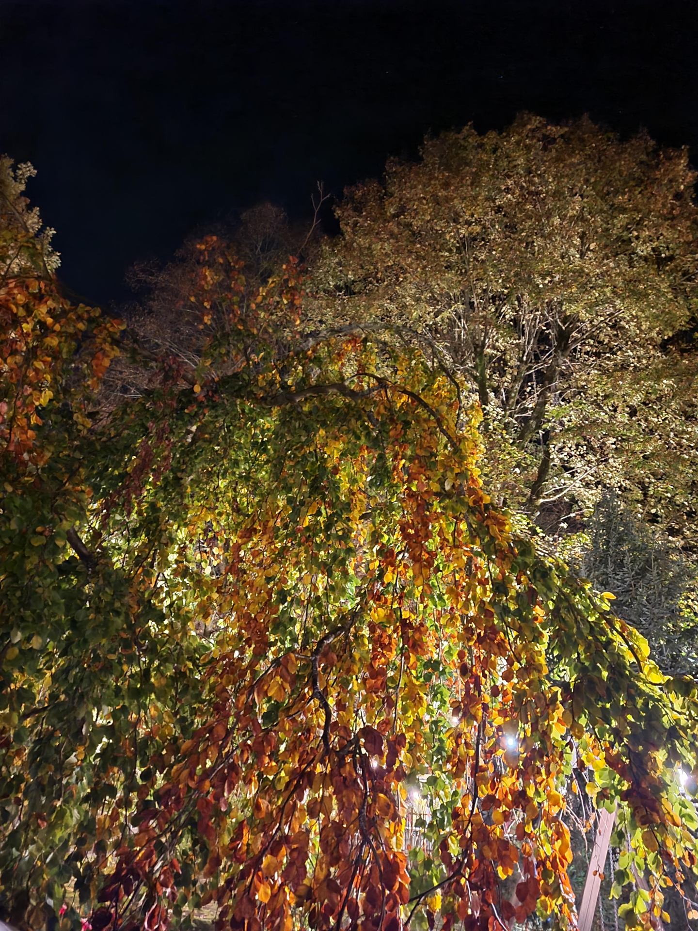 Une nuit d'automne.jpg