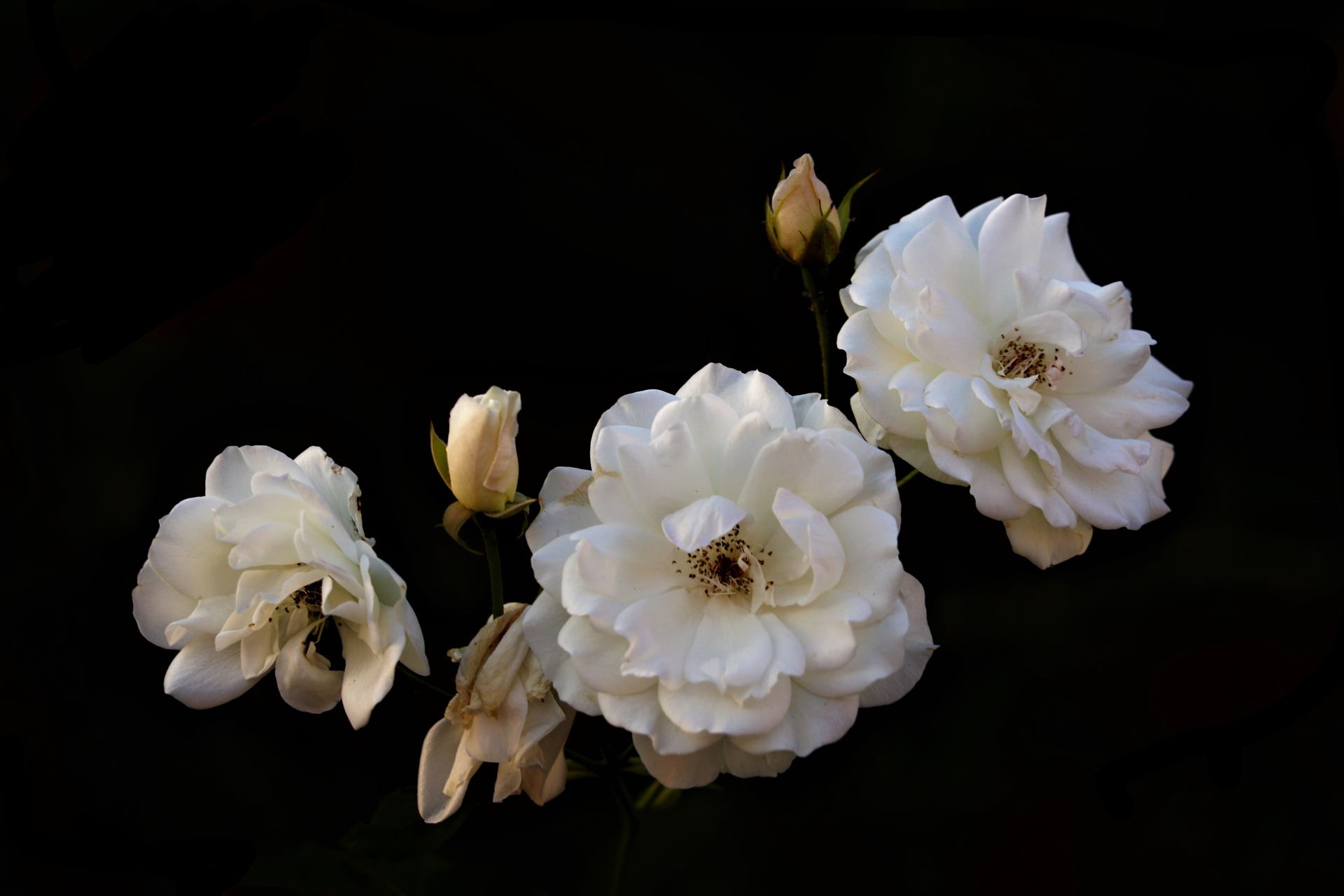 Roses du soir, roses de l'espoir... 