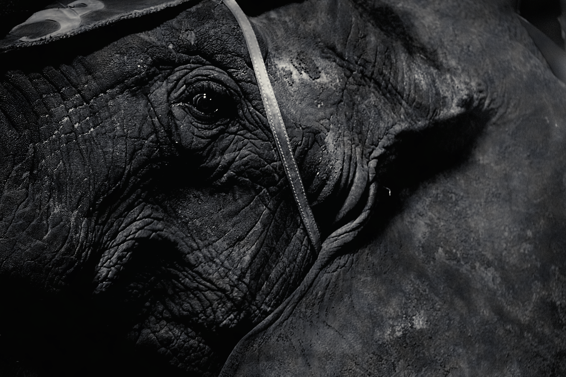 elephant.png