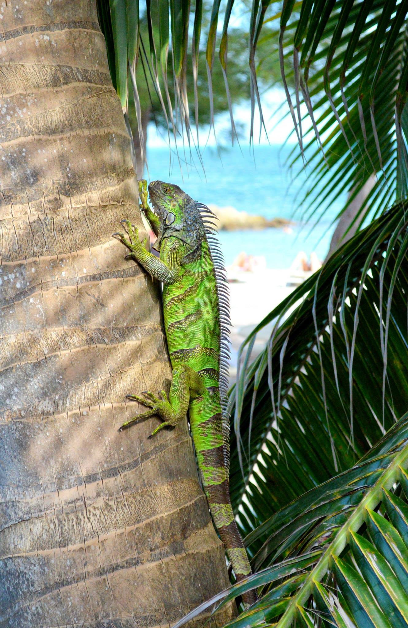 iguane.jpg