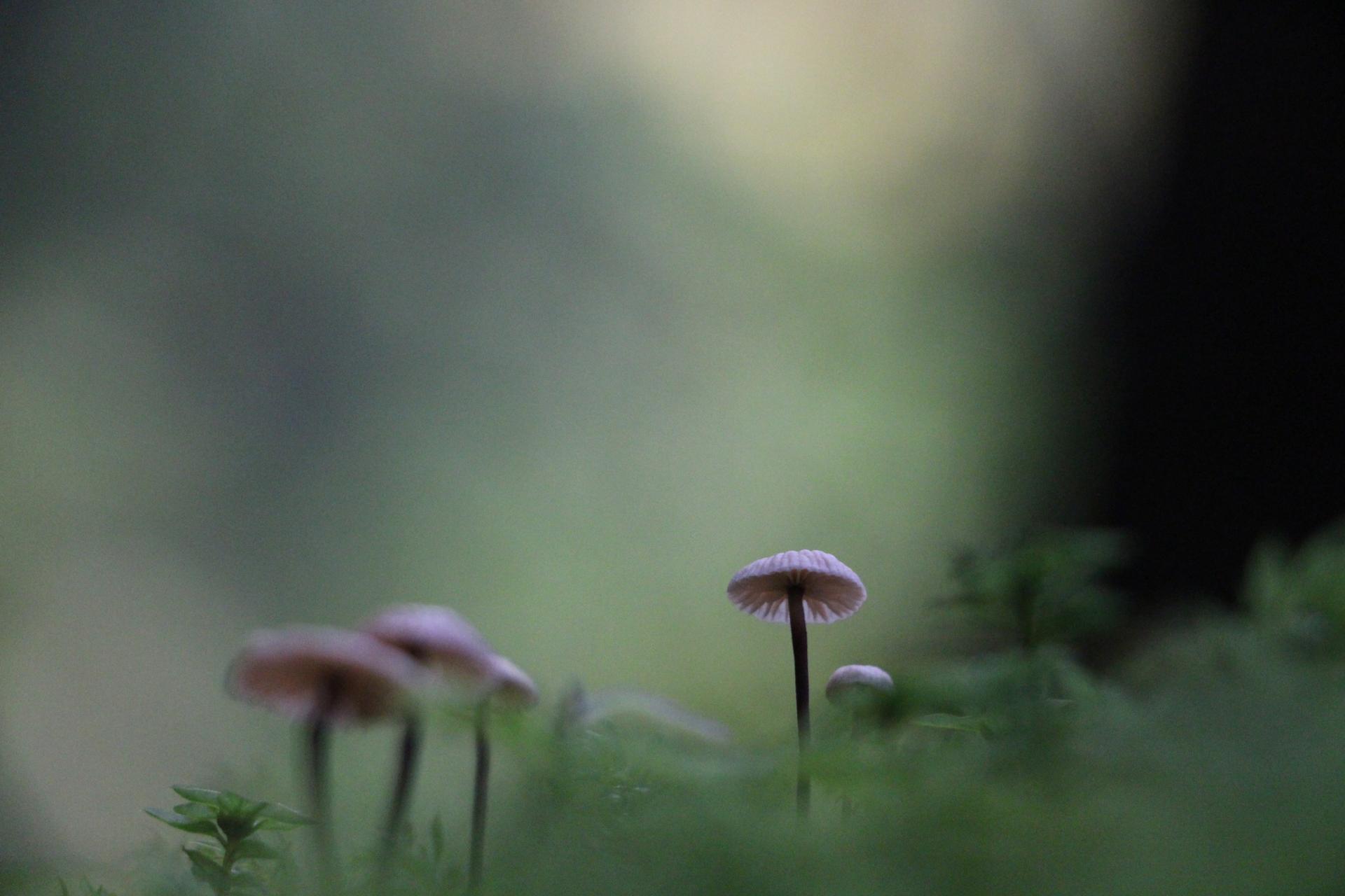 Forêt enchantée