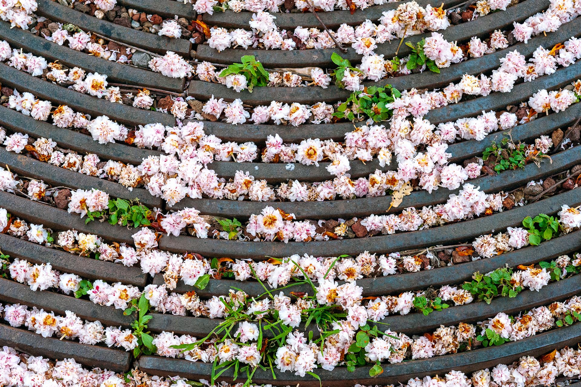 Corbeille de fleurs fanées de maronnier.